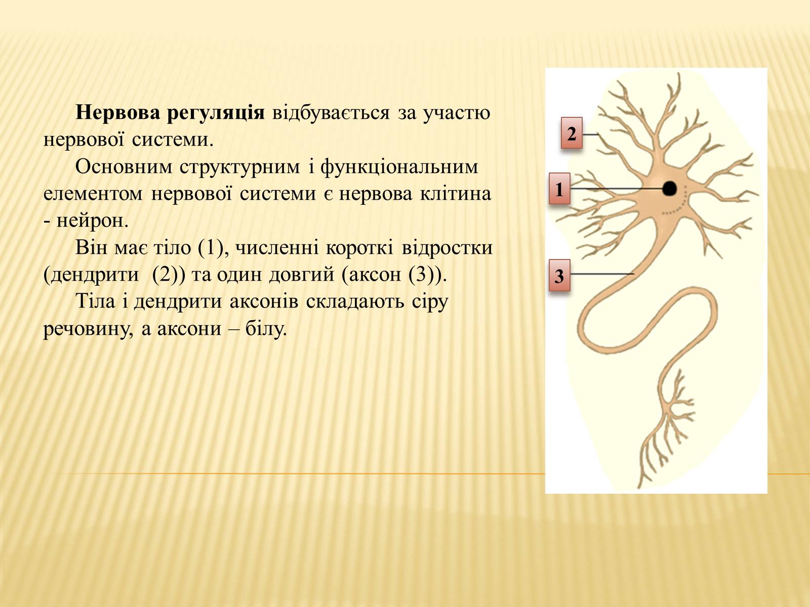 Презентація на тему «Нервова регуляція» (варіант 1) - Слайд #2