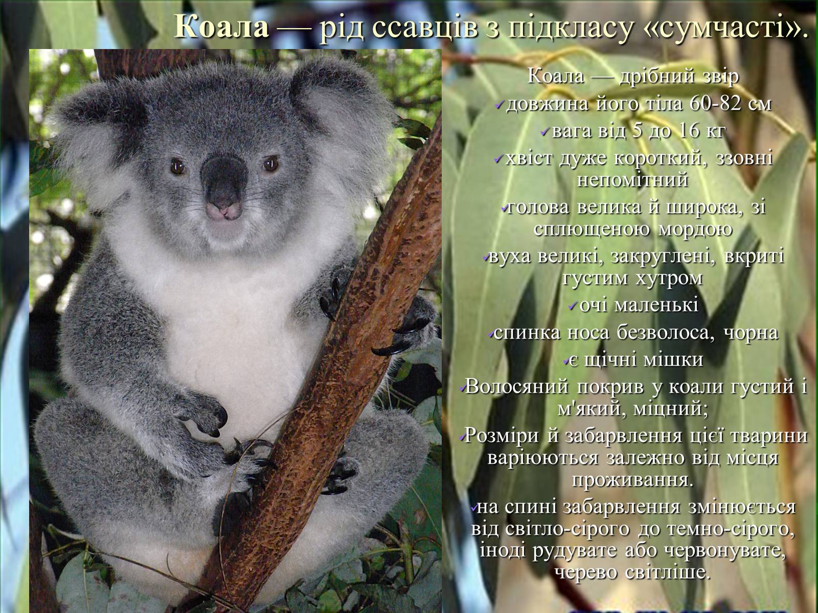 Коала кратко. Загадки о животных для детей про коалу. Коала информация для детей. Коала проект. Научный факт о коалах.