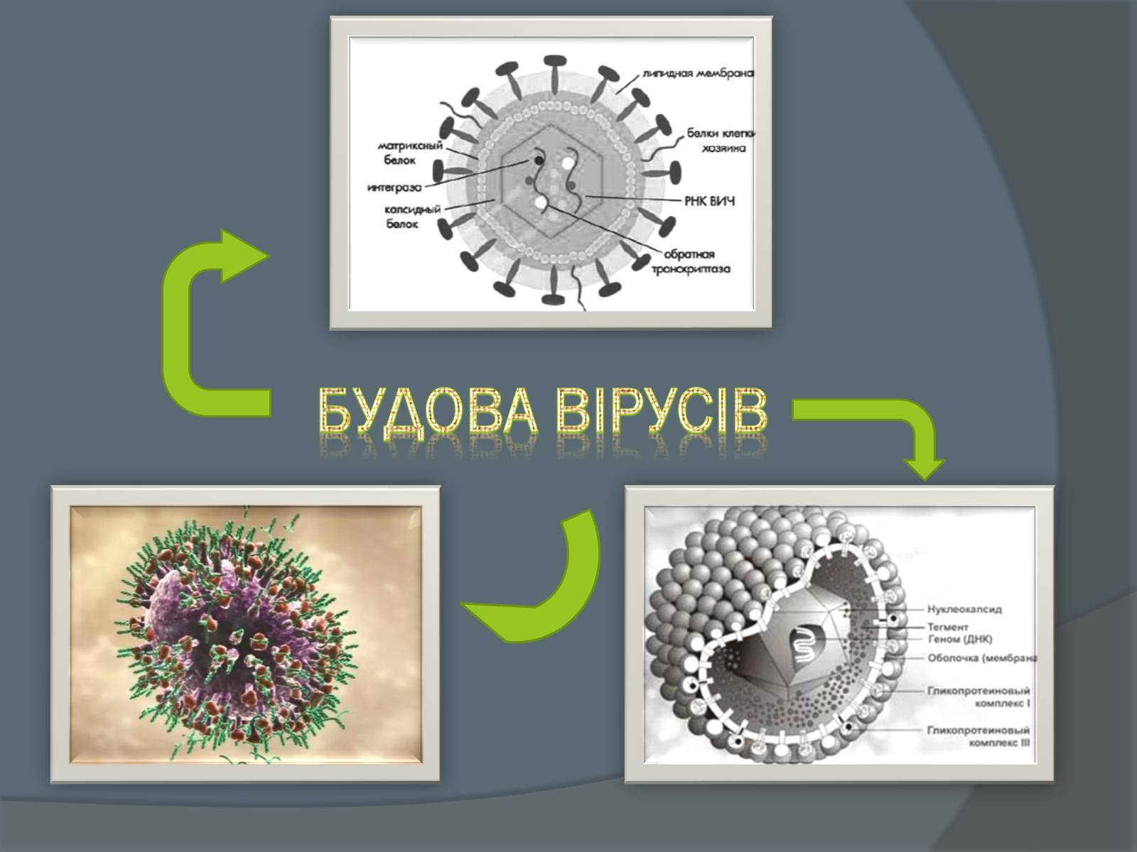 Презентація на тему «Вірусні захворювання» (варіант 2) - Слайд #2