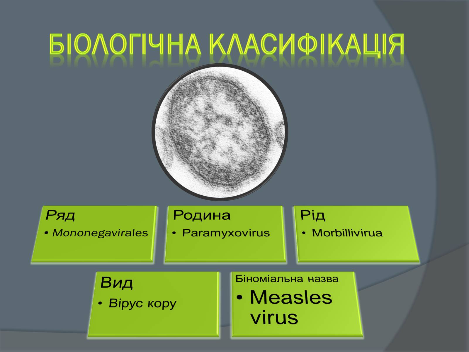 Презентація на тему «Вірусні захворювання» (варіант 2) - Слайд #4