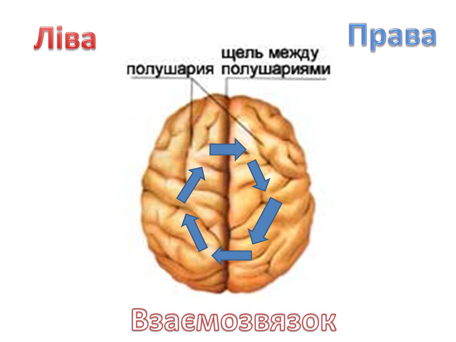 Презентація на тему «Функціональна Спеціалізація мозку» - Слайд #2