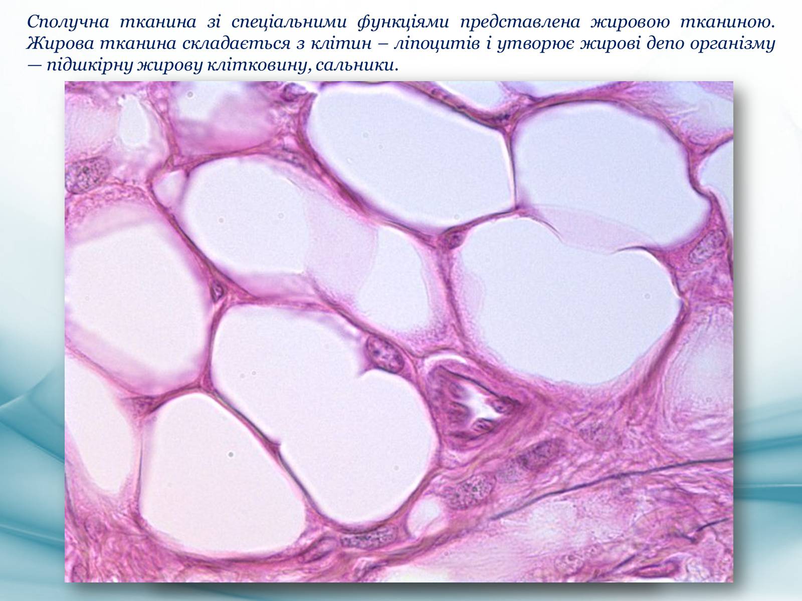 Бурая жировая клетка гистология