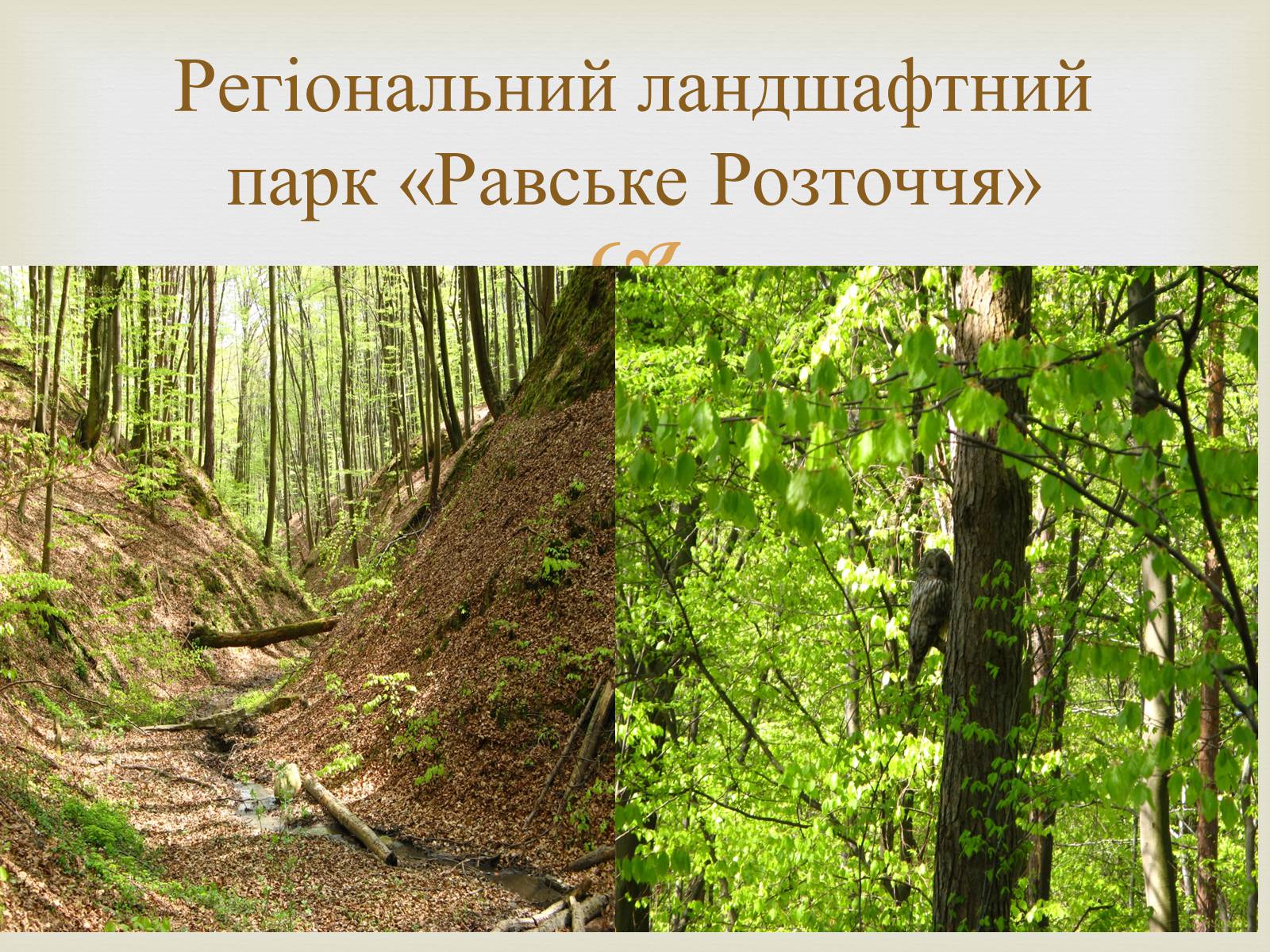 Презентація на тему «Ландшафтні парки України» (варіант 2) - Слайд #19
