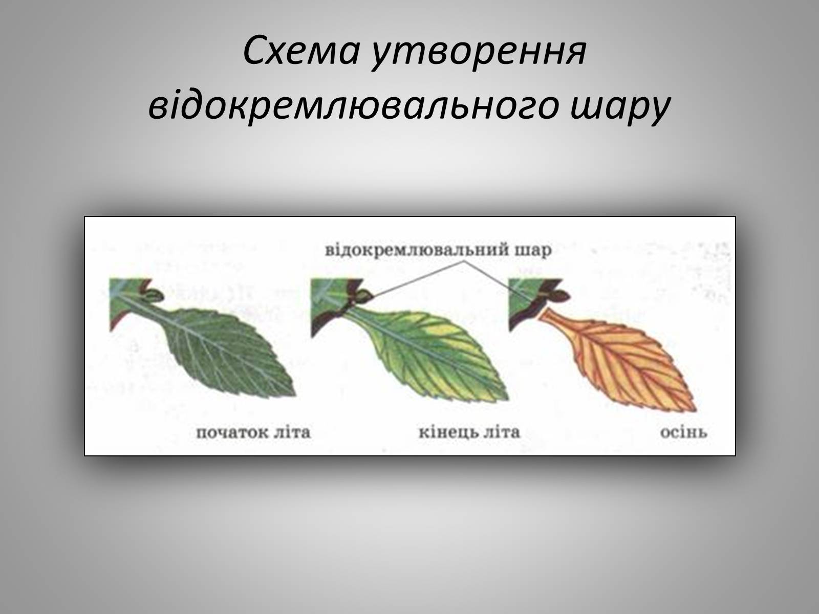 Презентація на тему «Життєдіяльність рослин» - Слайд #13