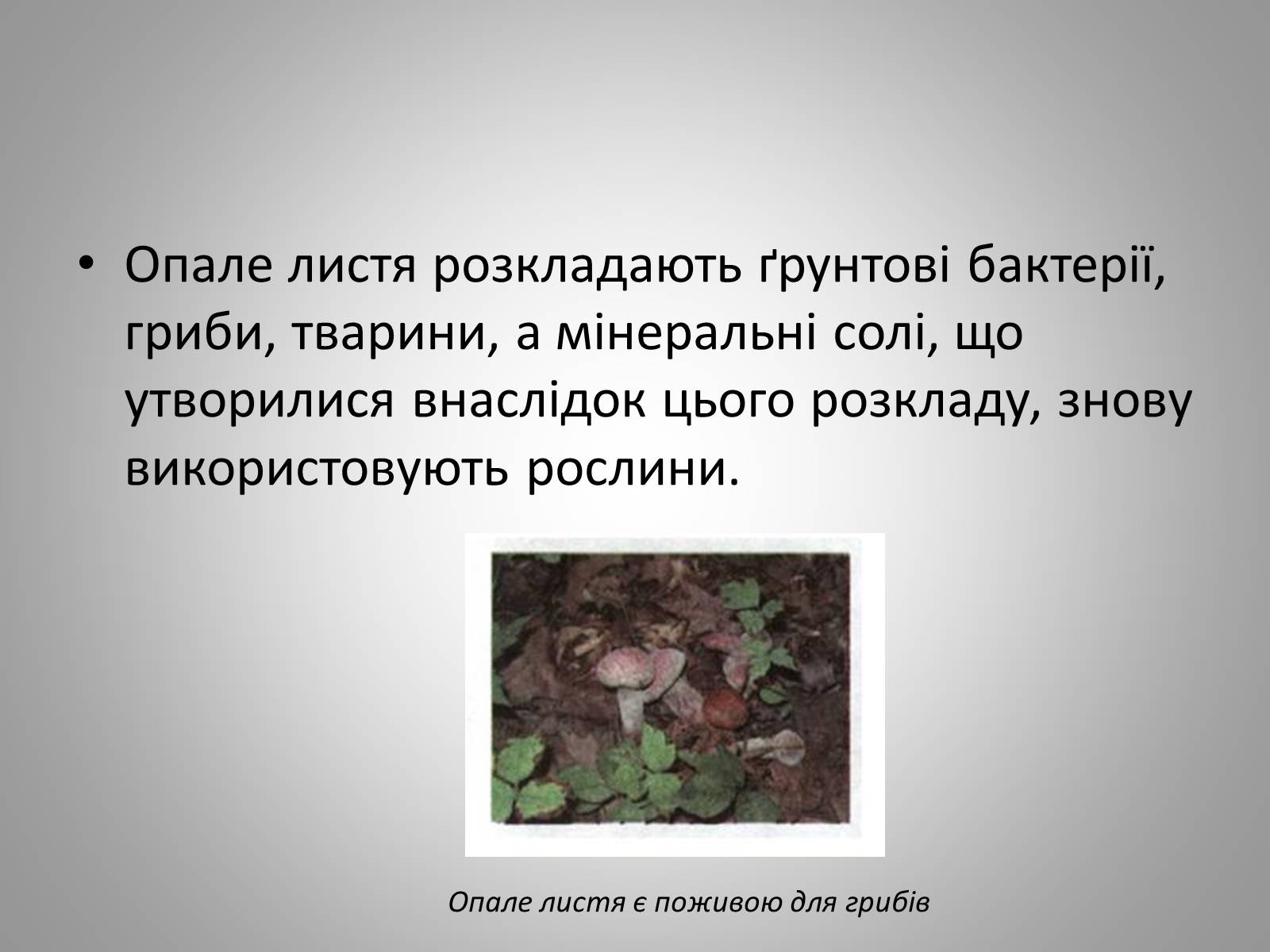 Презентація на тему «Життєдіяльність рослин» - Слайд #14