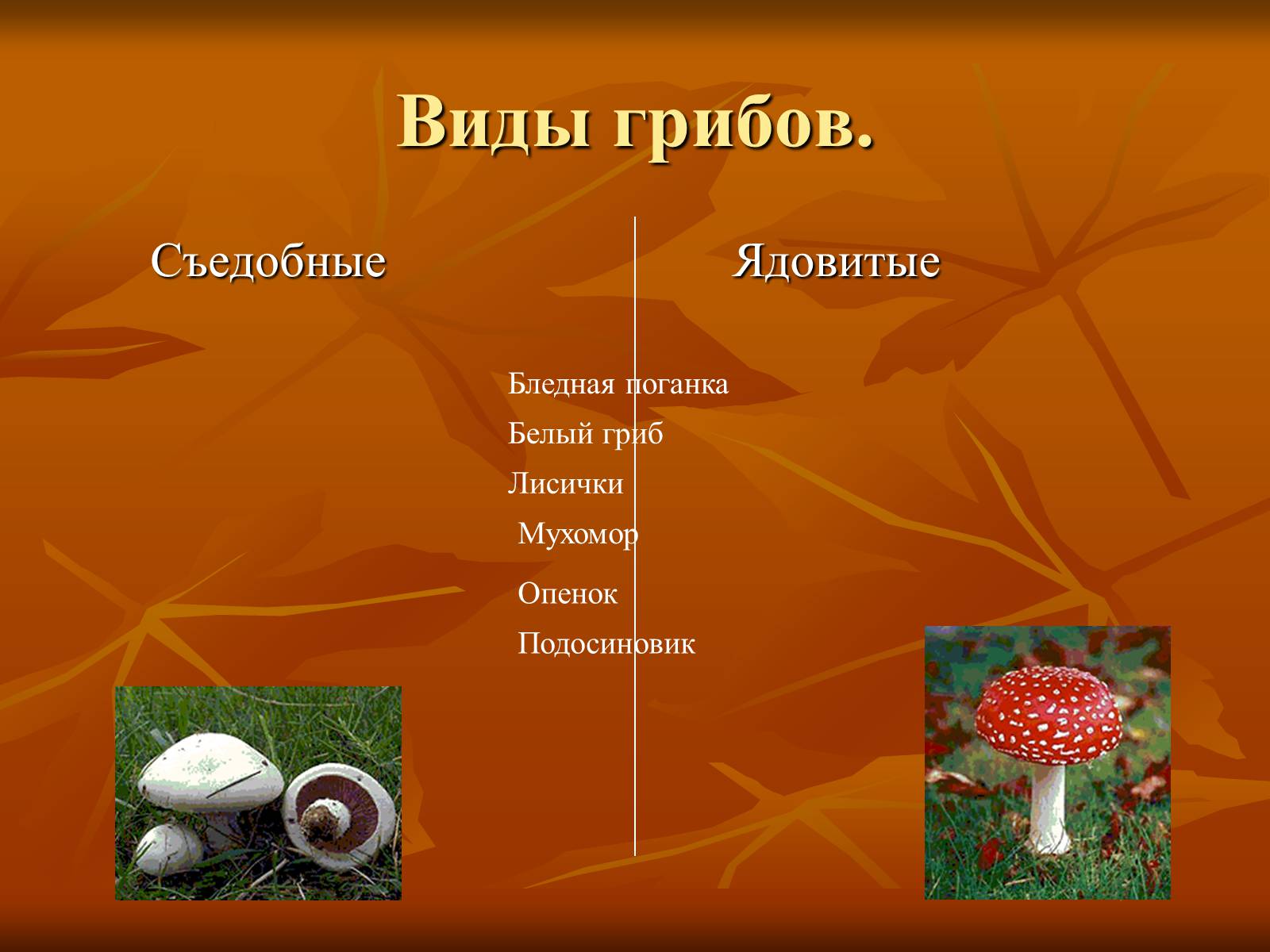 Презентация царство грибов съедобные