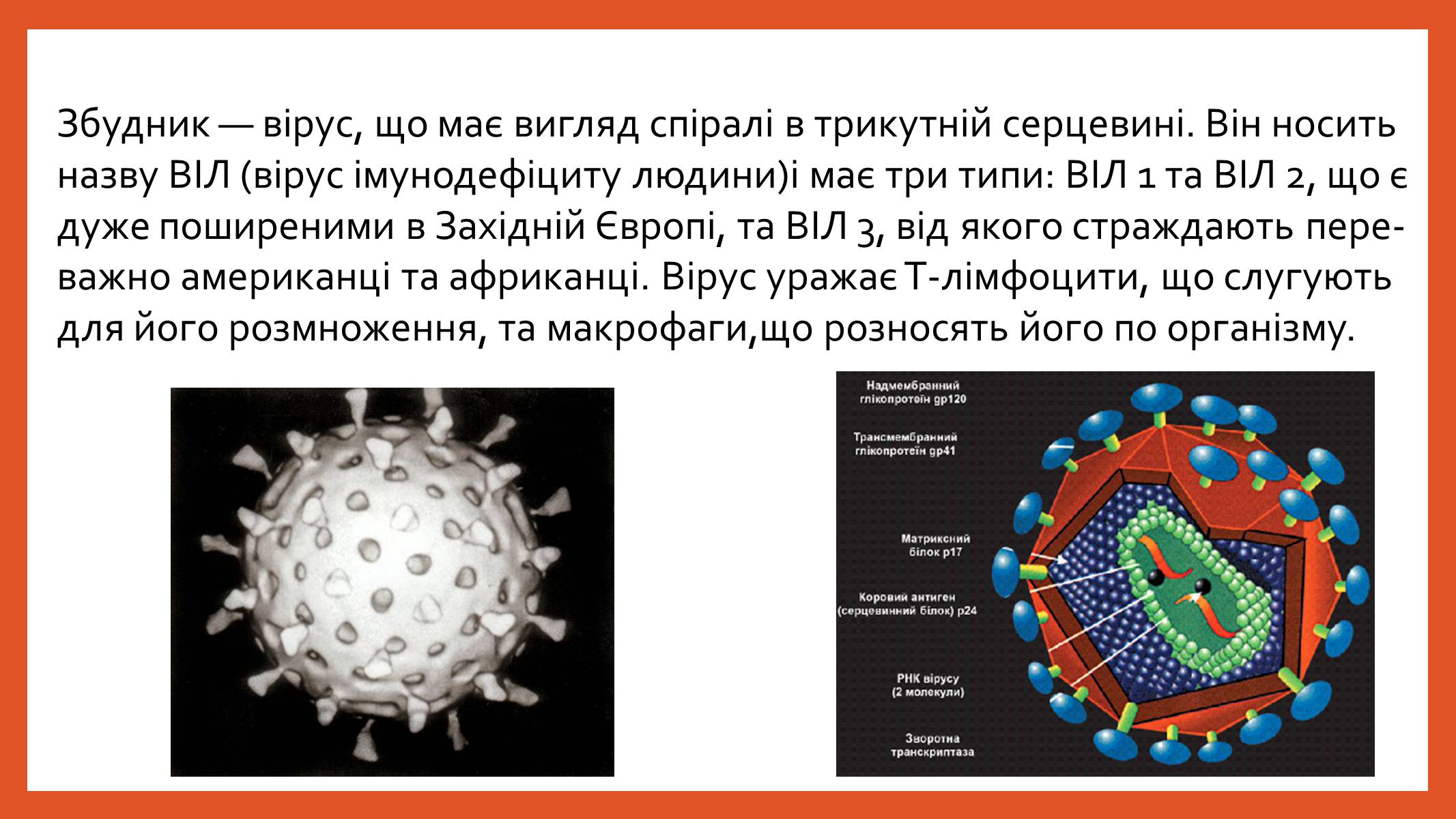 Презентація на тему «ВІЛ. СНІД. інфекції ІПСШ: шляхи передачі і методи захисту» (варіант 8) - Слайд #4