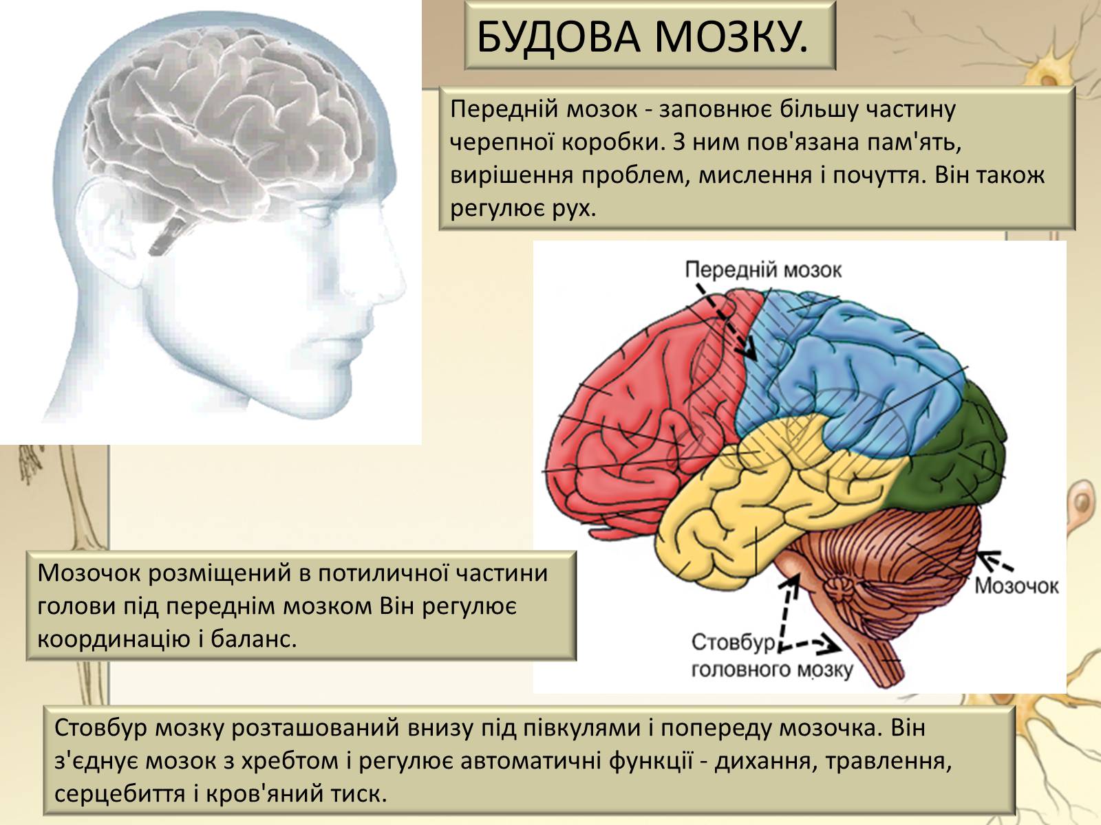 Презентація на тему «Будова і функції головного мозку. Загальна характеристика» - Слайд #16