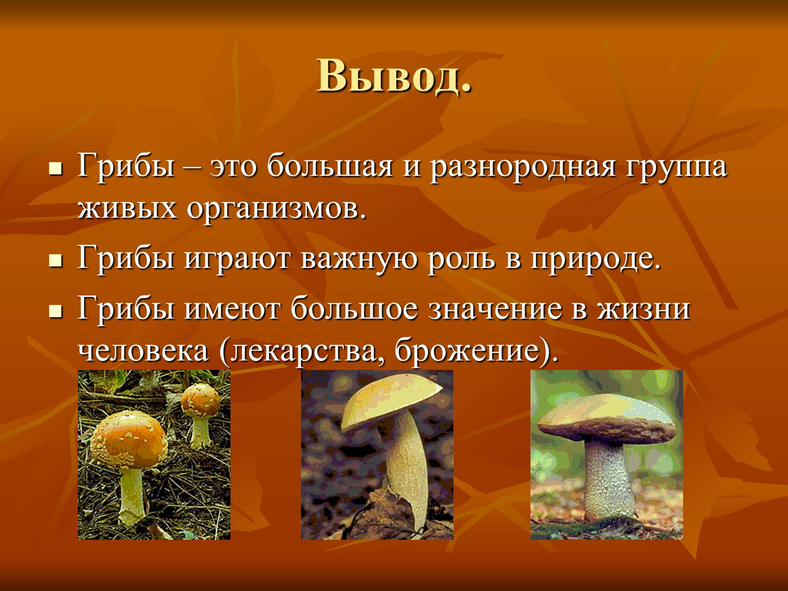 Царство грибов в жизни человека