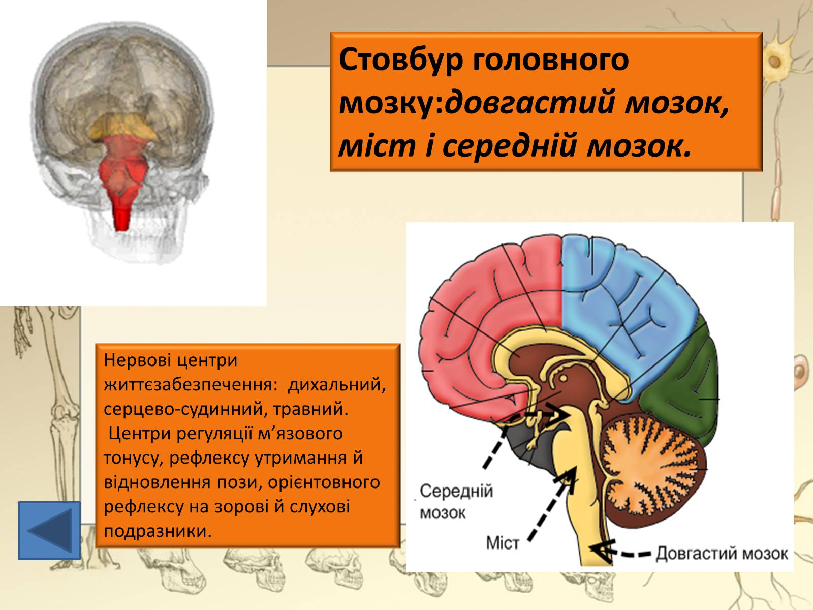 Презентація на тему «Будова і функції головного мозку. Загальна характеристика» - Слайд #18