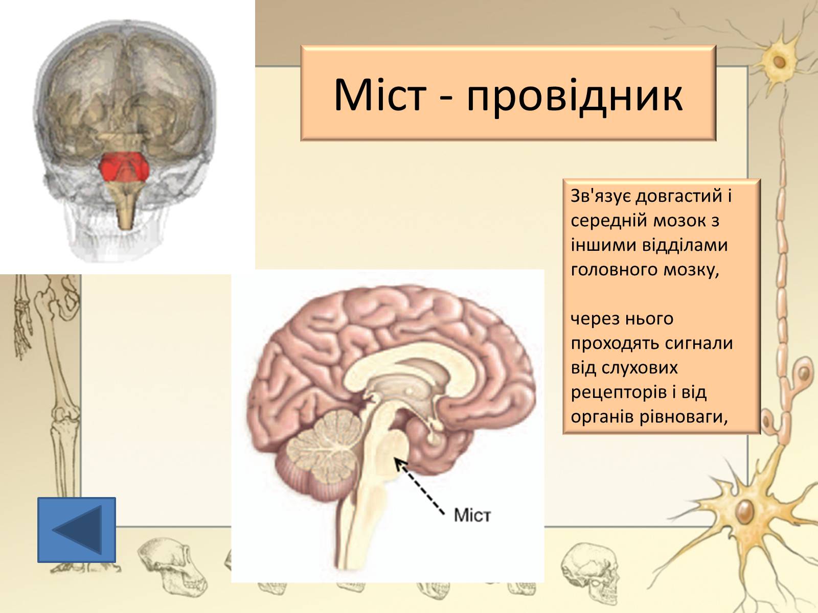Презентація на тему «Будова і функції головного мозку. Загальна характеристика» - Слайд #21