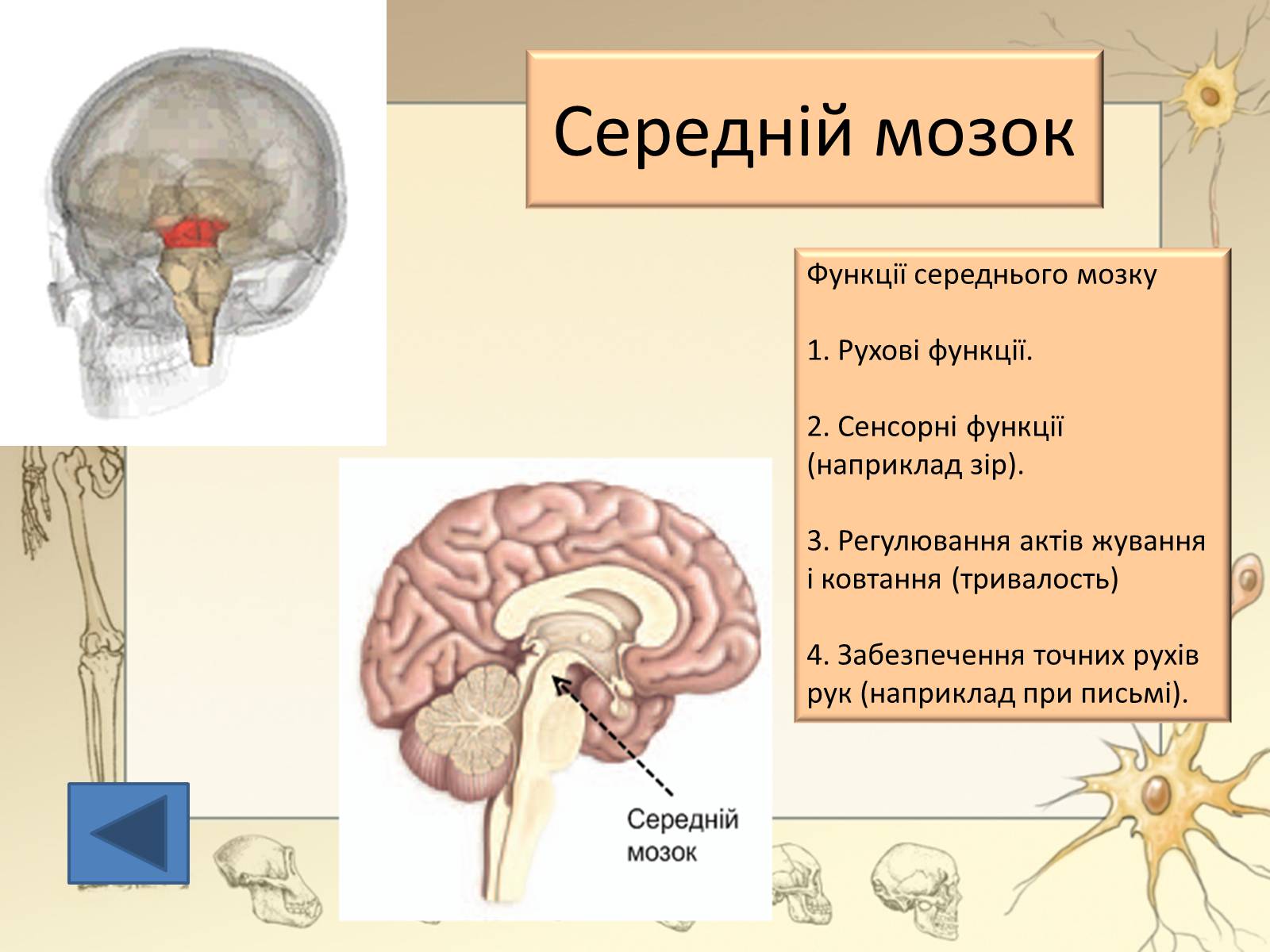 Презентація на тему «Будова і функції головного мозку. Загальна характеристика» - Слайд #22