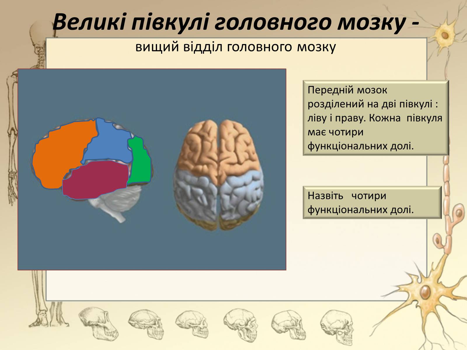 Презентація на тему «Будова і функції головного мозку. Загальна характеристика» - Слайд #32