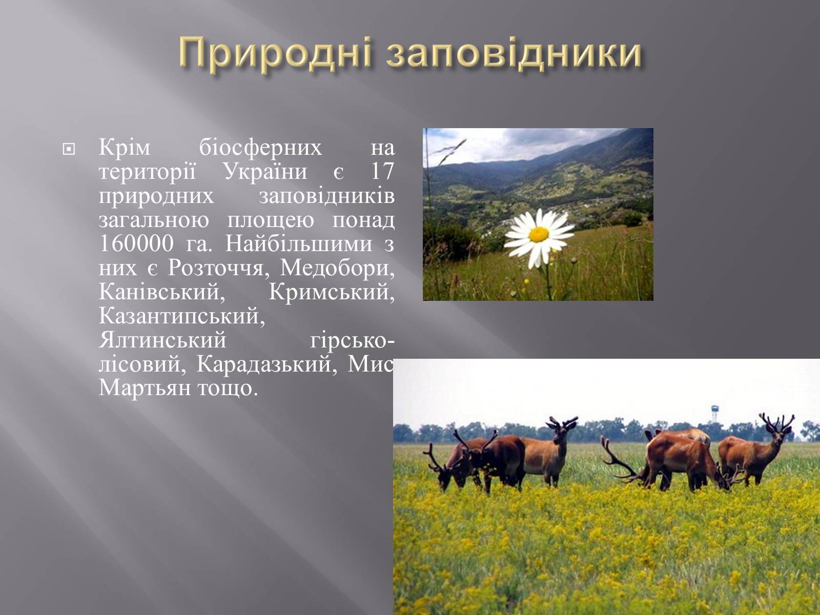 Презентація на тему «Біорізноманіття» (варіант 3) - Слайд #22