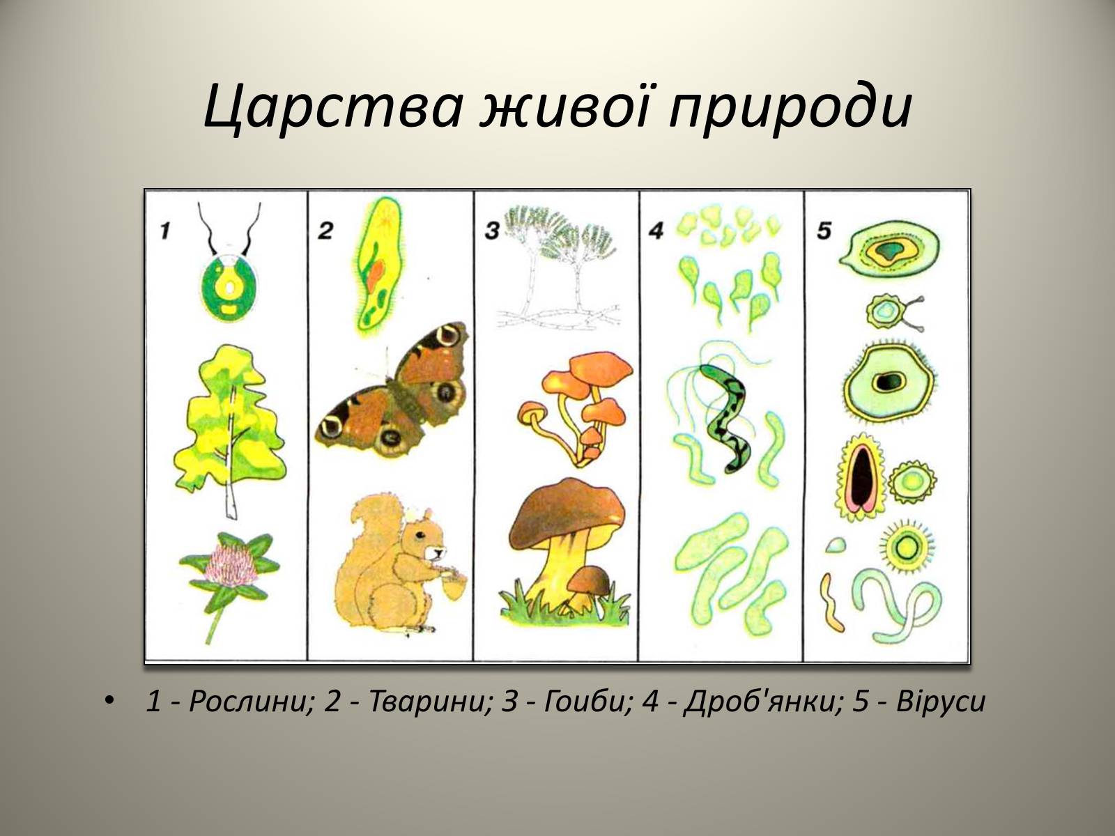 Презентація на тему «Різноманітність живих організмів» - Слайд #5
