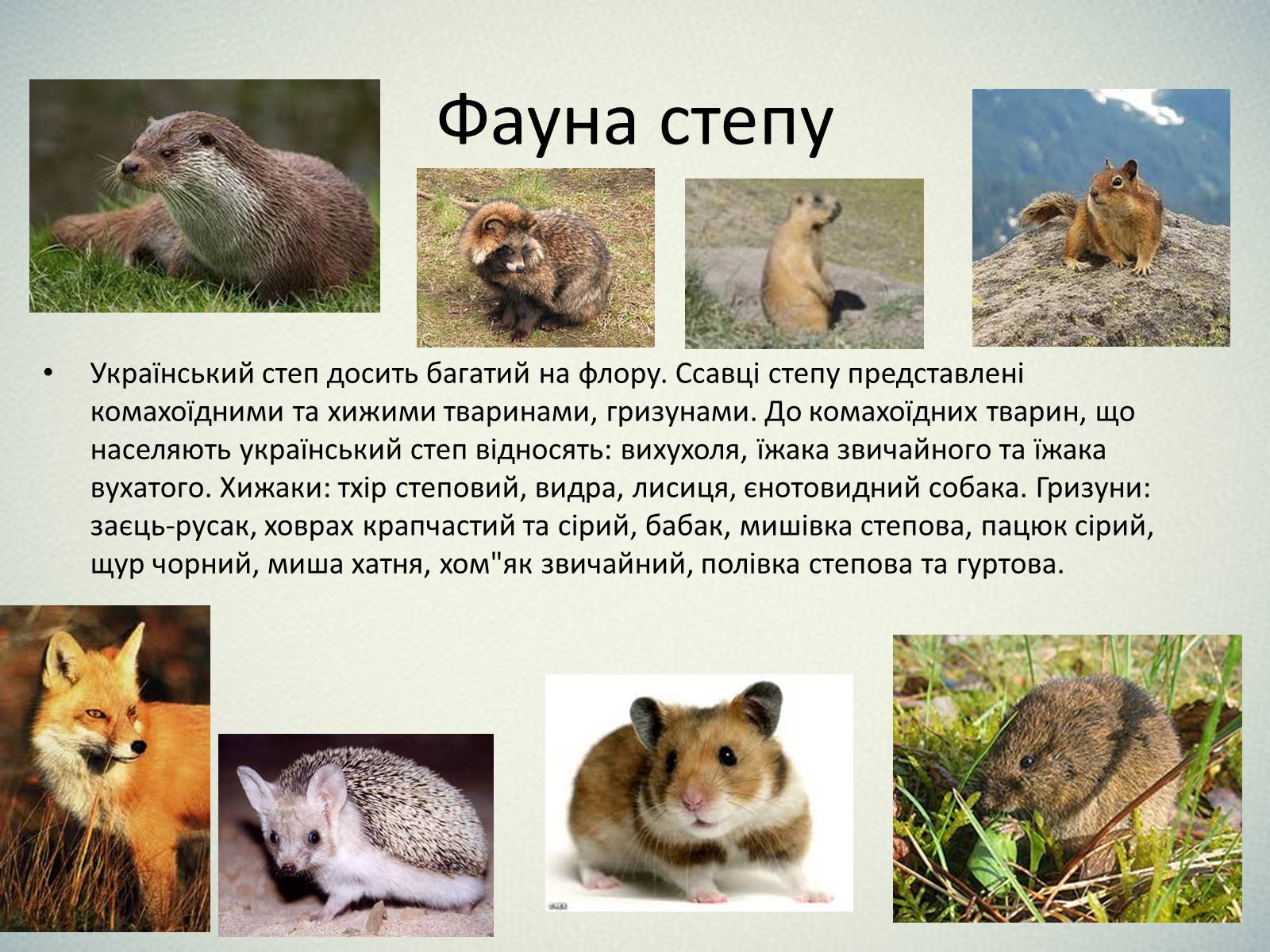 Презентація на тему «Тварини України» - Слайд #10