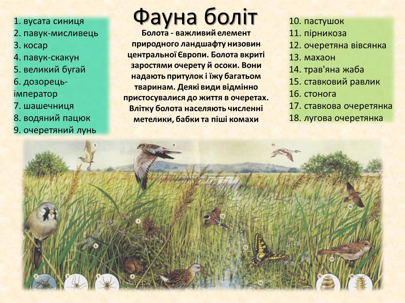 Презентація на тему «Тварини України» - Слайд #11