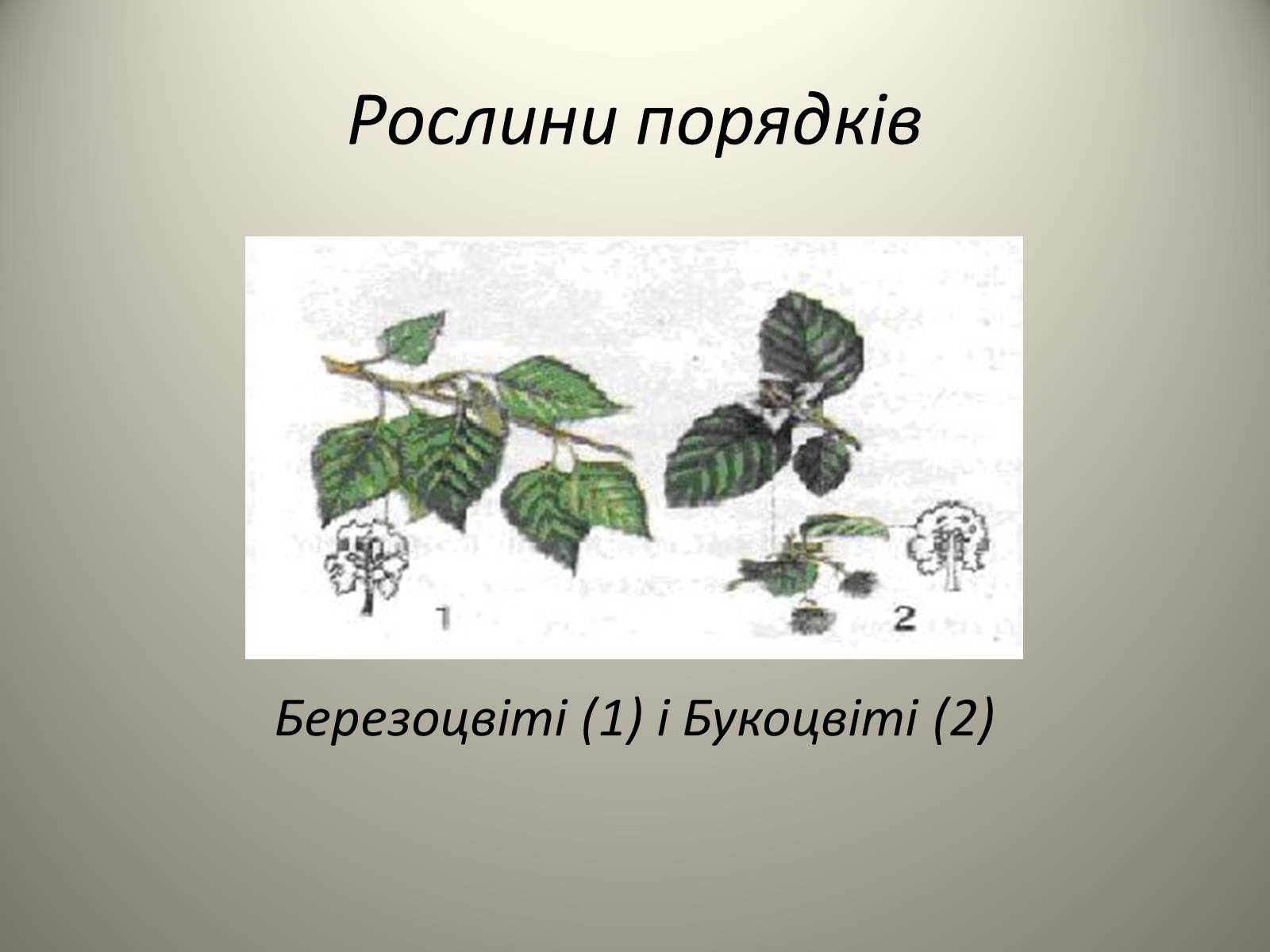 Презентація на тему «Різноманітність живих організмів» - Слайд #16