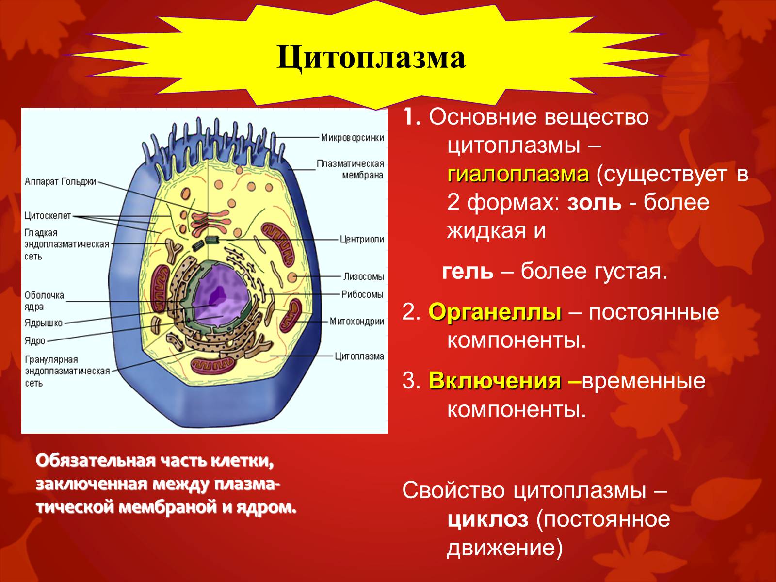 Главные функции клетки. Цитоплазма функции органоида. Органоиды животной клетки 10 класс. Строение клетки мембрана цитоплазма органоиды ядро.