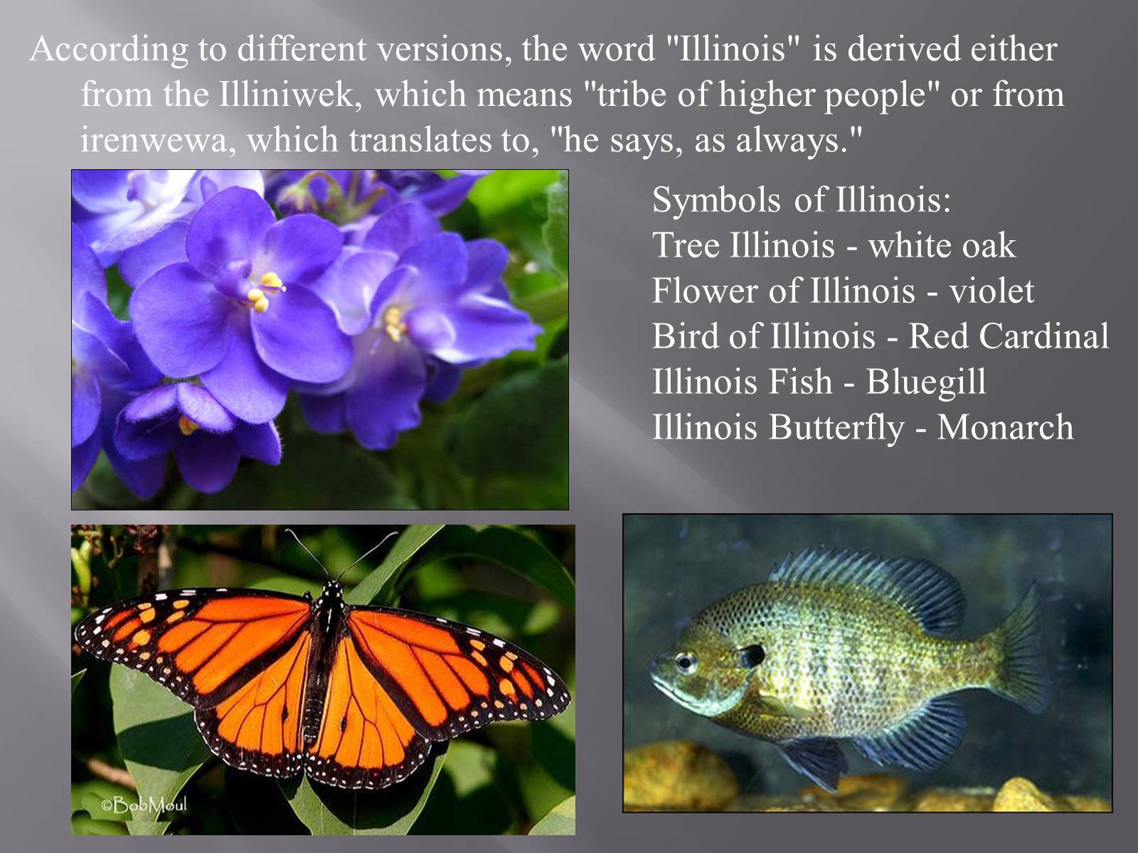 Презентація на тему «Illinois» (варіант 2) - Слайд #3