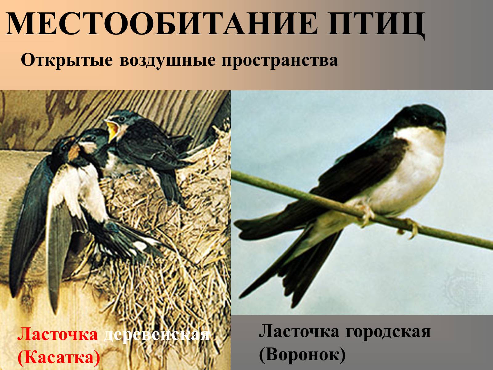 Презентація на тему «Птицы» (варіант 2) - Слайд #12