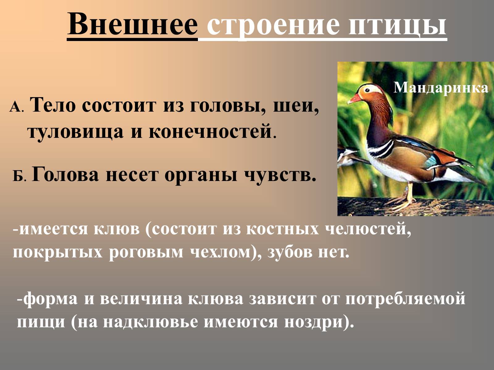 Презентація на тему «Птицы» (варіант 2) - Слайд #13