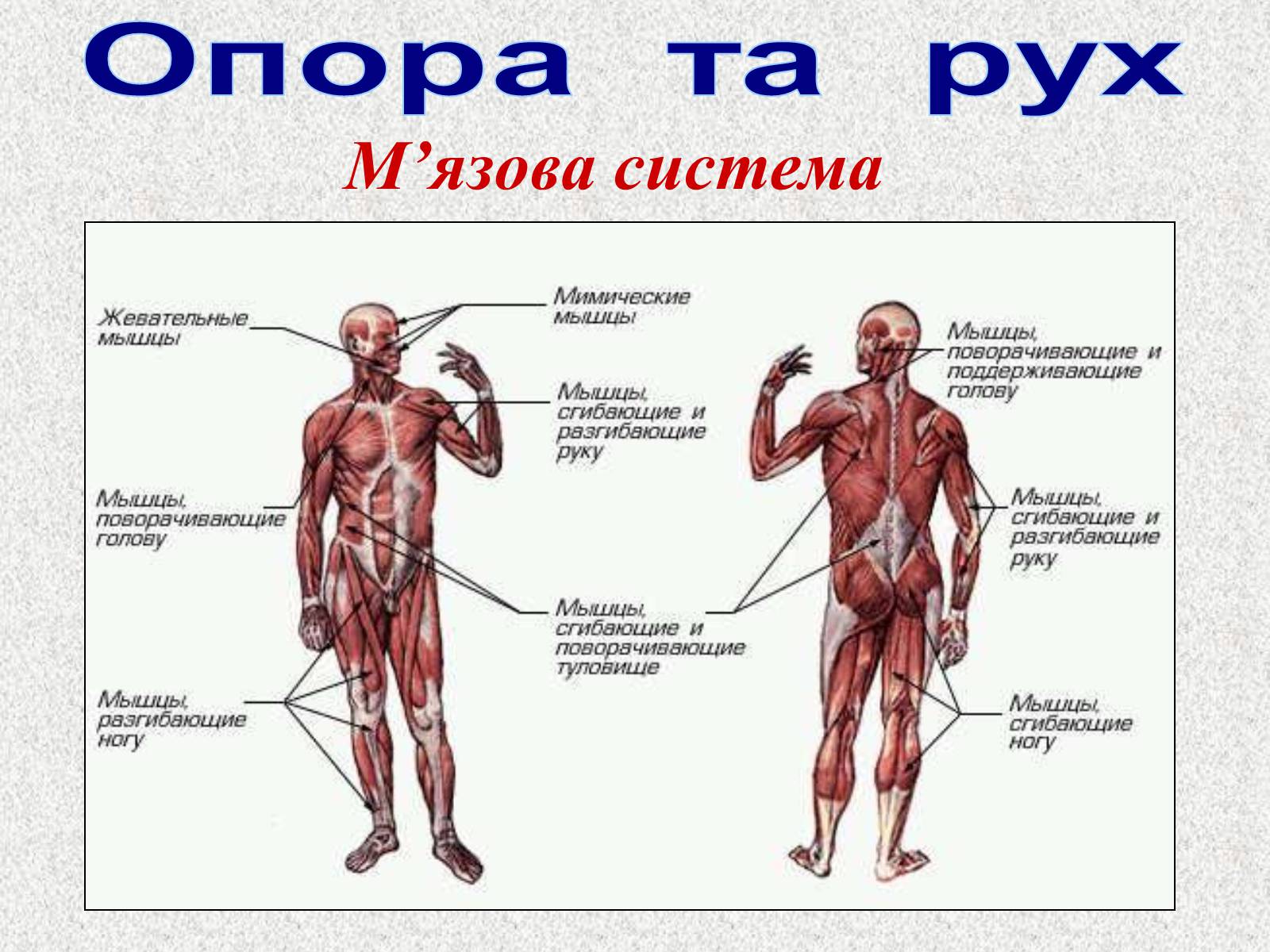 Мышцы тела человека 8 класс биология