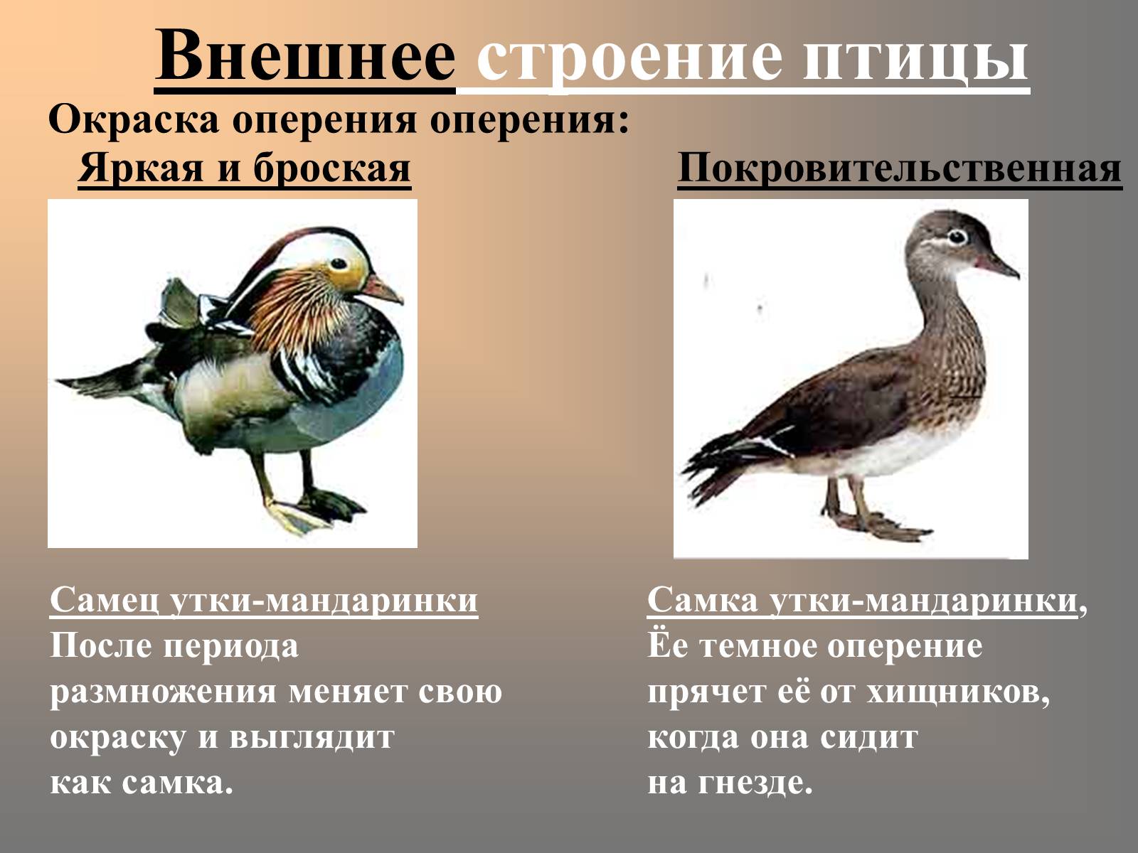Презентація на тему «Птицы» (варіант 2) - Слайд #21