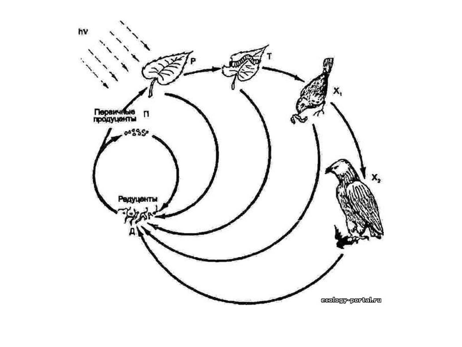 Схема круговорота веществ с Воробьем