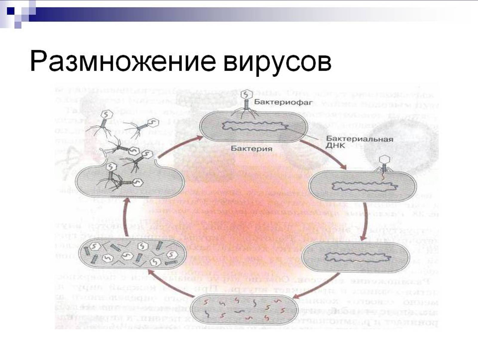 Презентація на тему «Вирусы — неклеточные формы жизни» - Слайд #6
