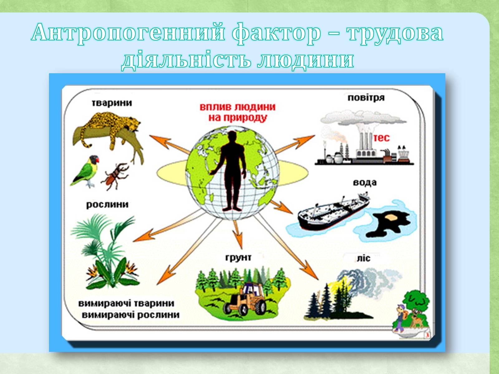 Презентація на тему «Екологічні чинники» (варіант 1) - Слайд #9