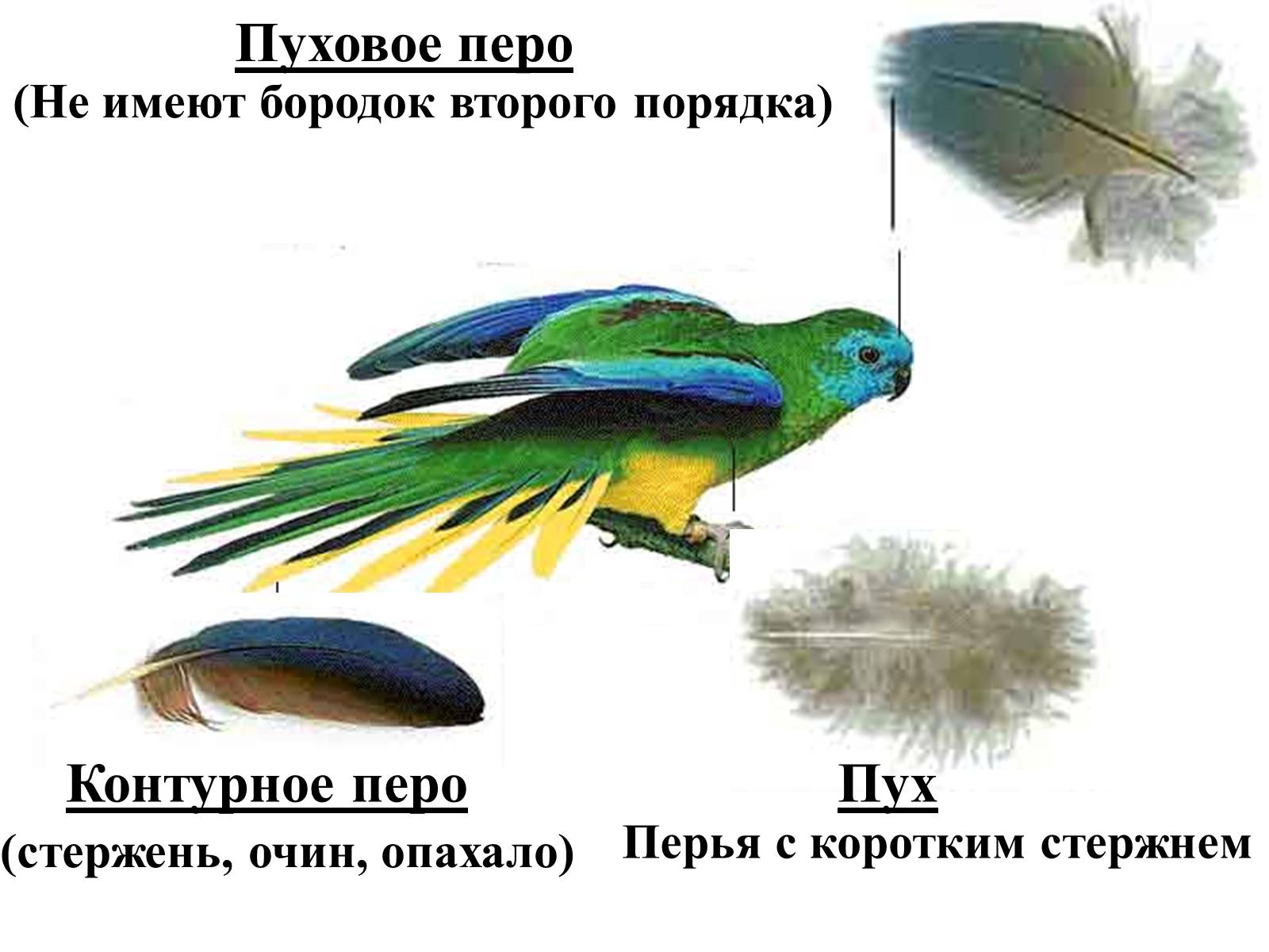 Презентація на тему «Птицы» (варіант 2) - Слайд #33