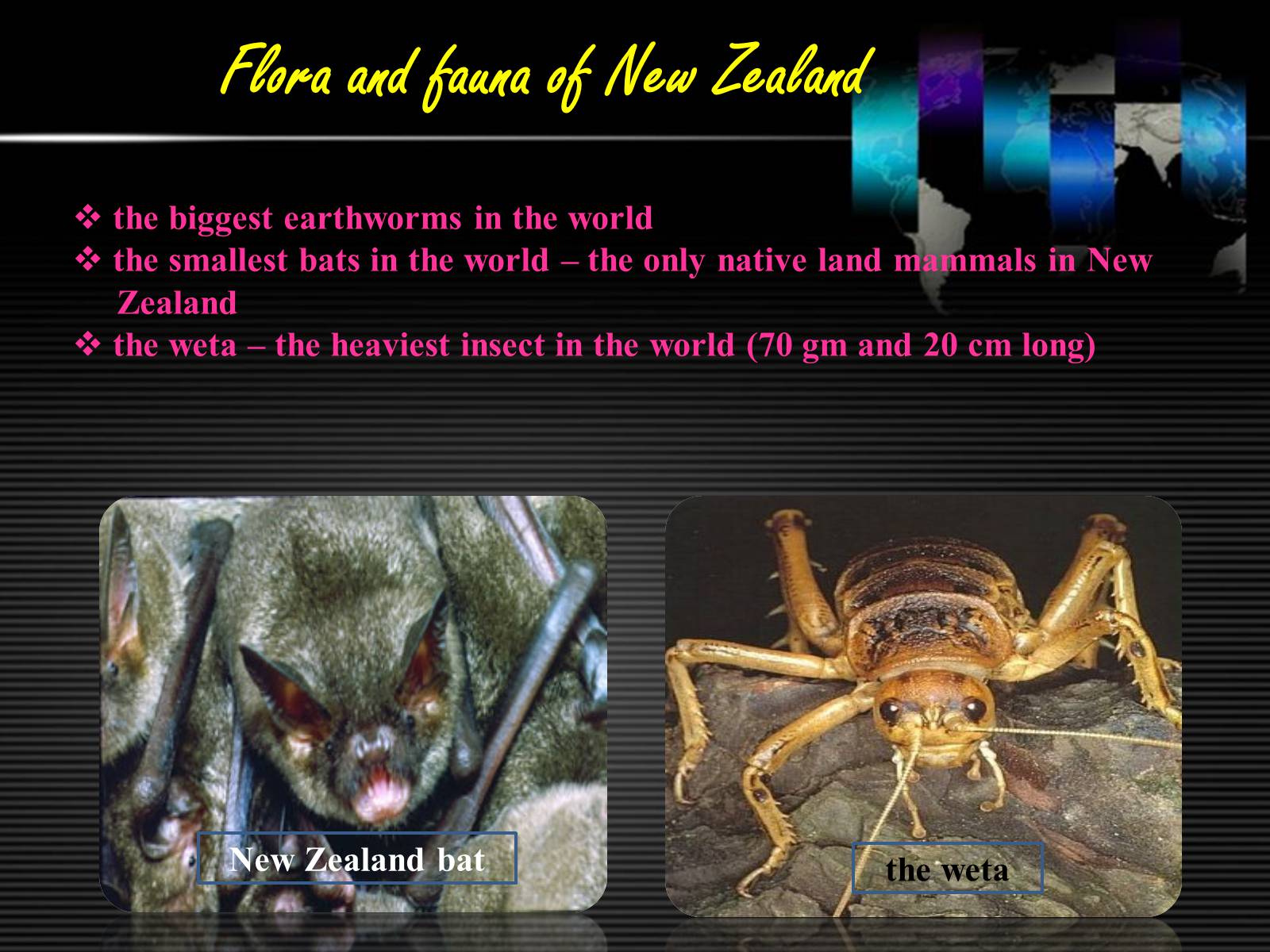 Презентація на тему «New Zealand» (варіант 6) - Слайд #10