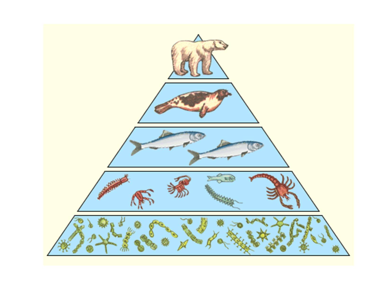Экологическая пирамида биоценоза. Экологические пирамиды пирамида биомасс. Пирамида биомассы пищевой цепи. Экологическая пирамида биогеоценоза. Пирамида биомасс пирамида чисел пирамида энергии.