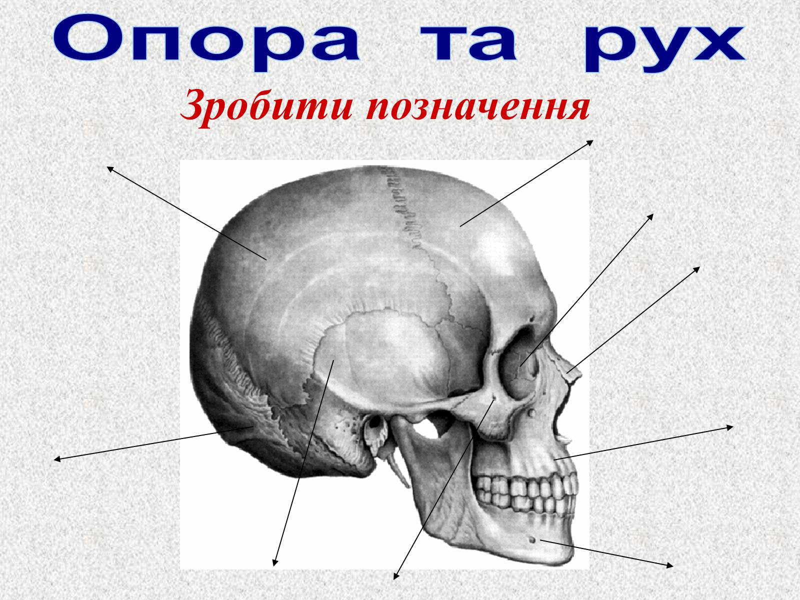 кости лицевого черепа строение картинки