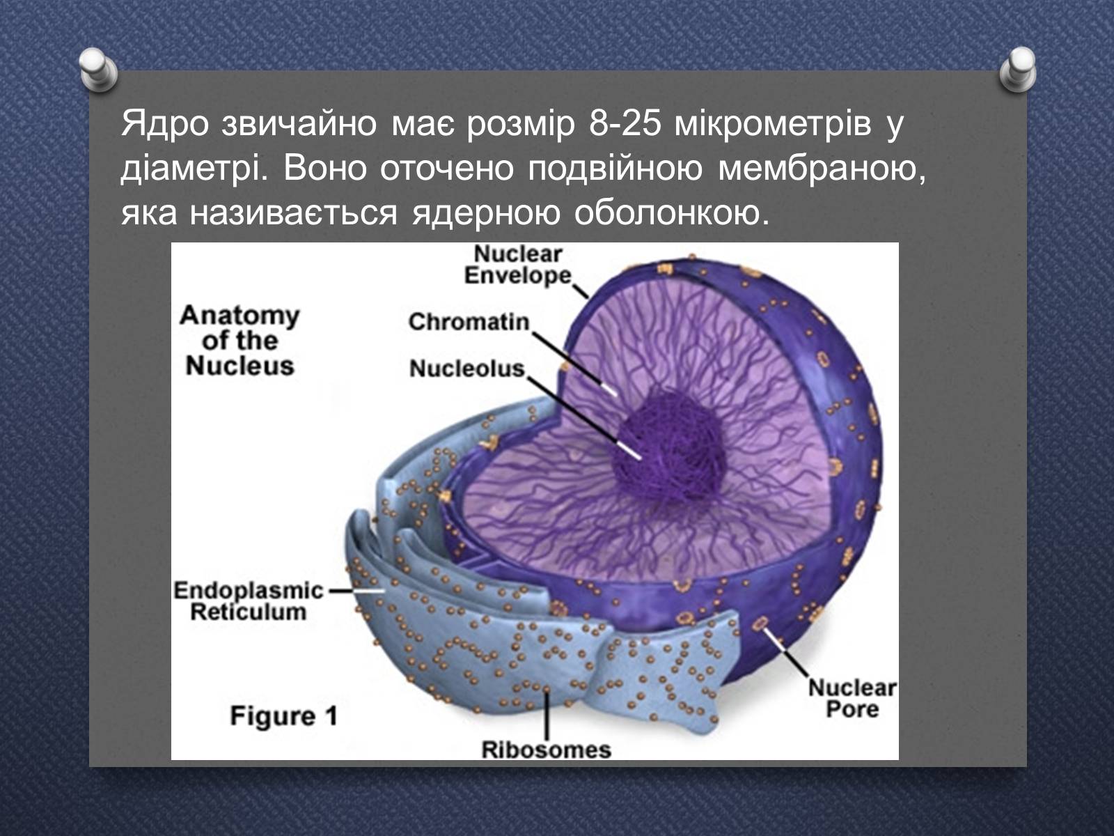 Составляющие элементы ядра. Ядро и ядрышко строение. Схема строения ядра клетки. Ядро это в анатомии. Строение ядра клетки человека.