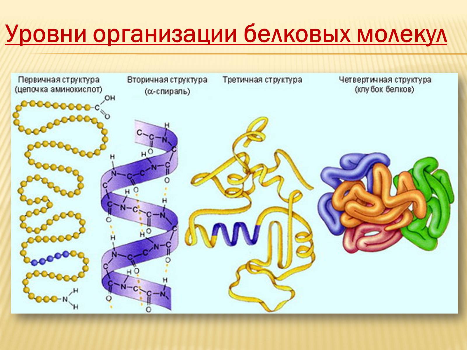 Уровни организации белковой молекулы (структура белка)