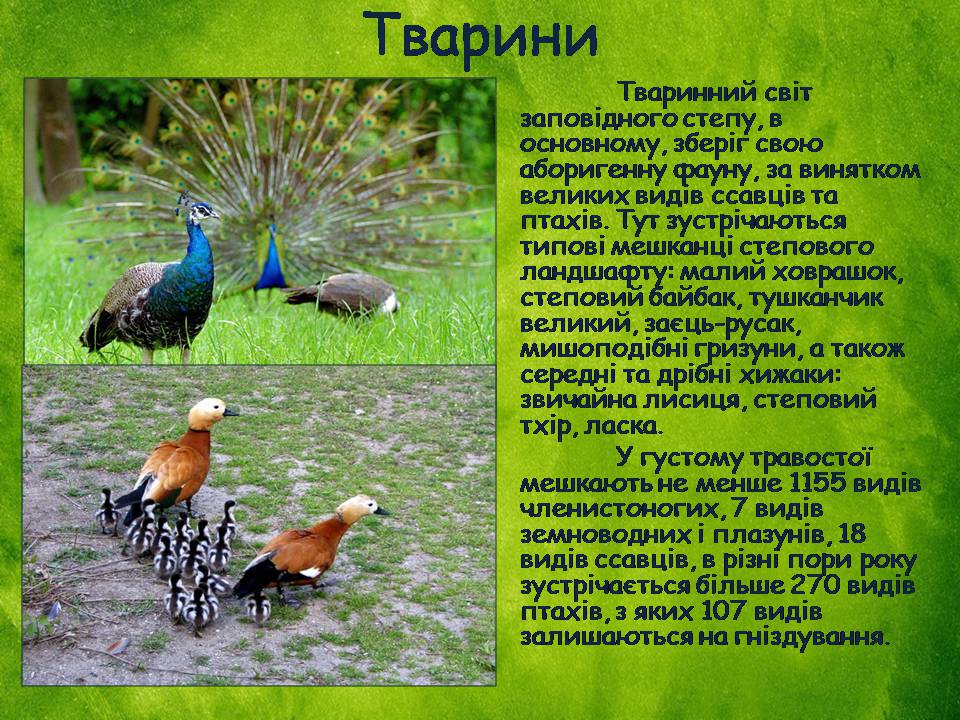 Презентація на тему «Заповідна мережа України» (варіант 8) - Слайд #6