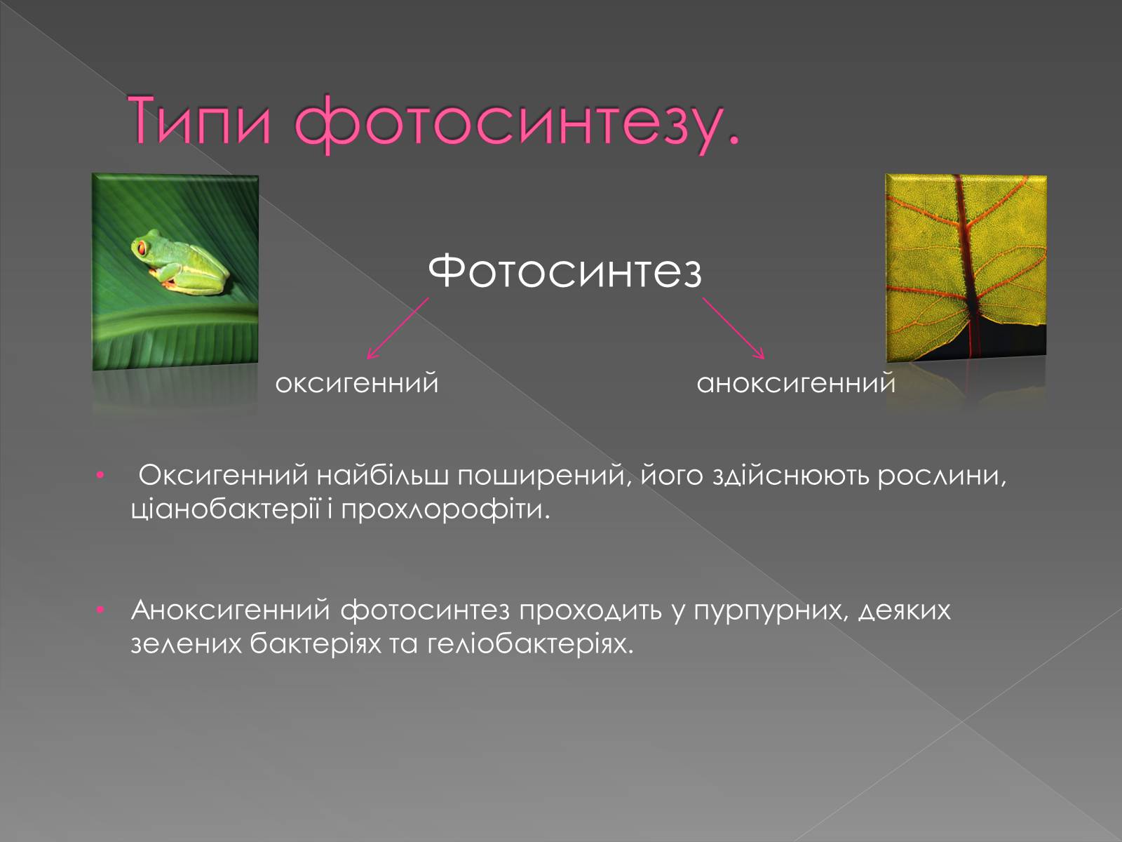 Презентація на тему «Фотосинтез» (варіант 1) - Слайд #3