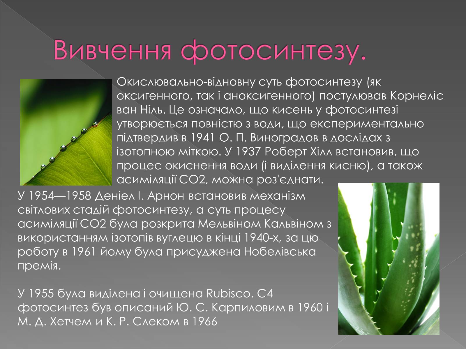 Презентація на тему «Фотосинтез» (варіант 1) - Слайд #11