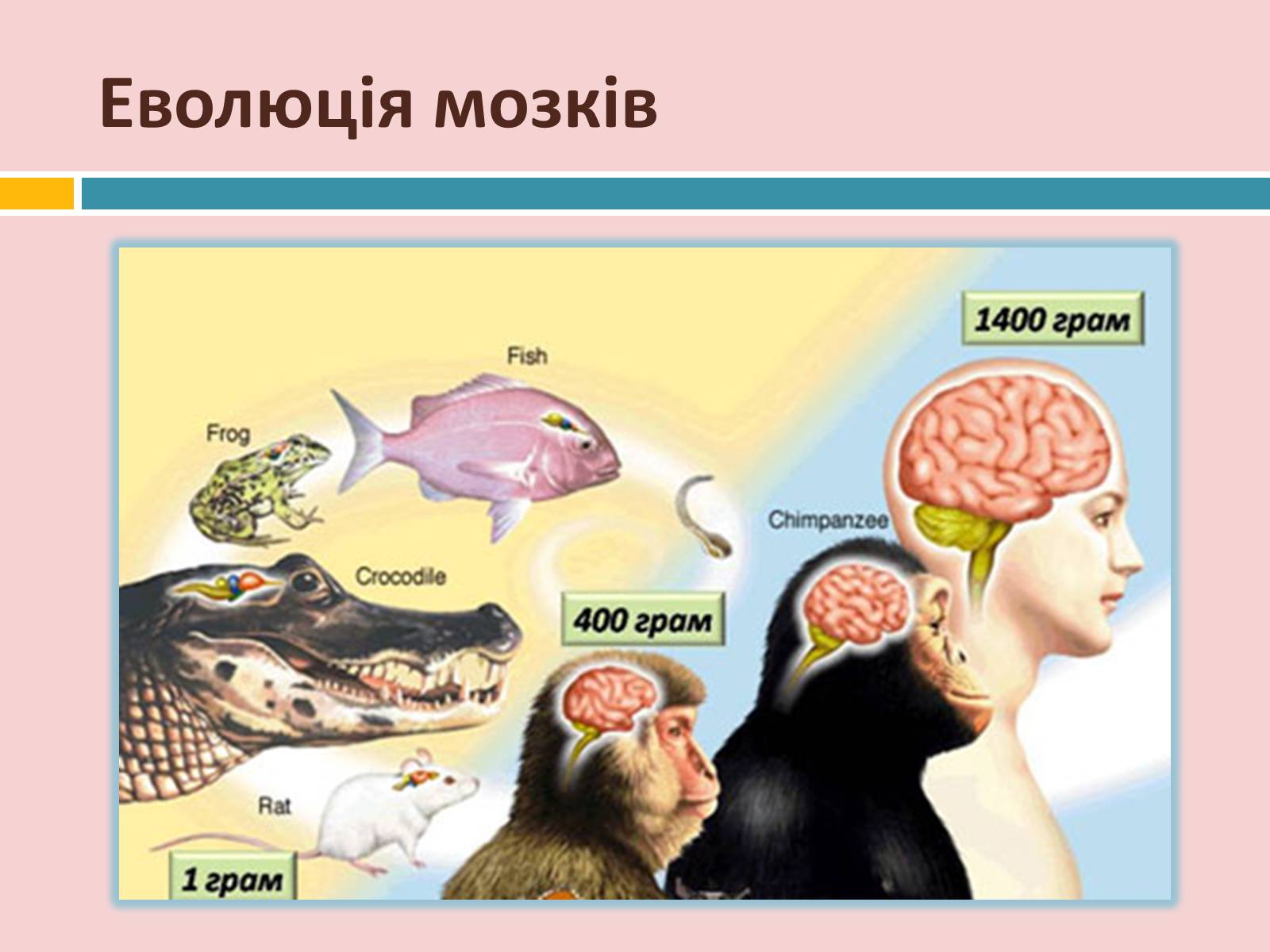 Презентація на тему «Головний мозок» (варіант 2) - Слайд #5