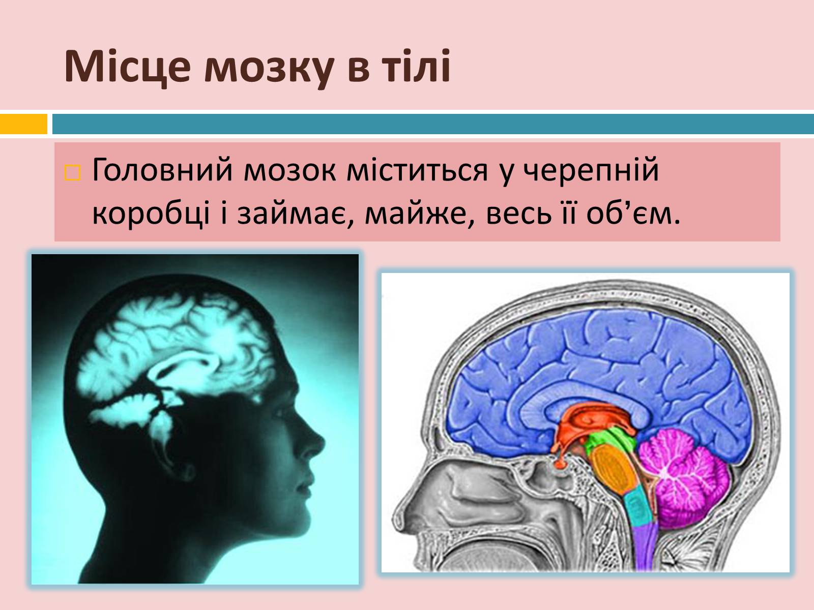Презентація на тему «Головний мозок» (варіант 2) - Слайд #8
