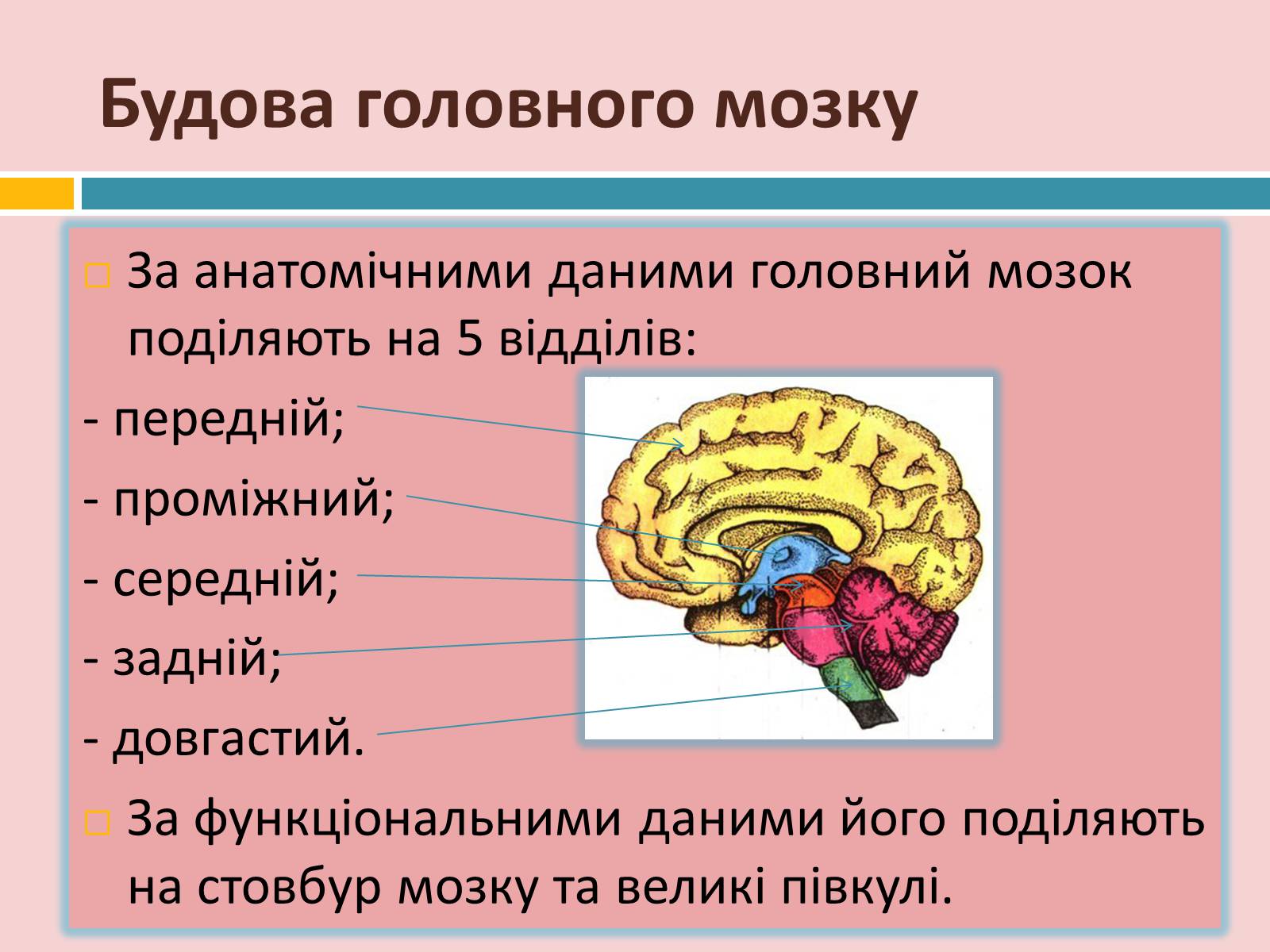Презентація на тему «Головний мозок» (варіант 2) - Слайд #11