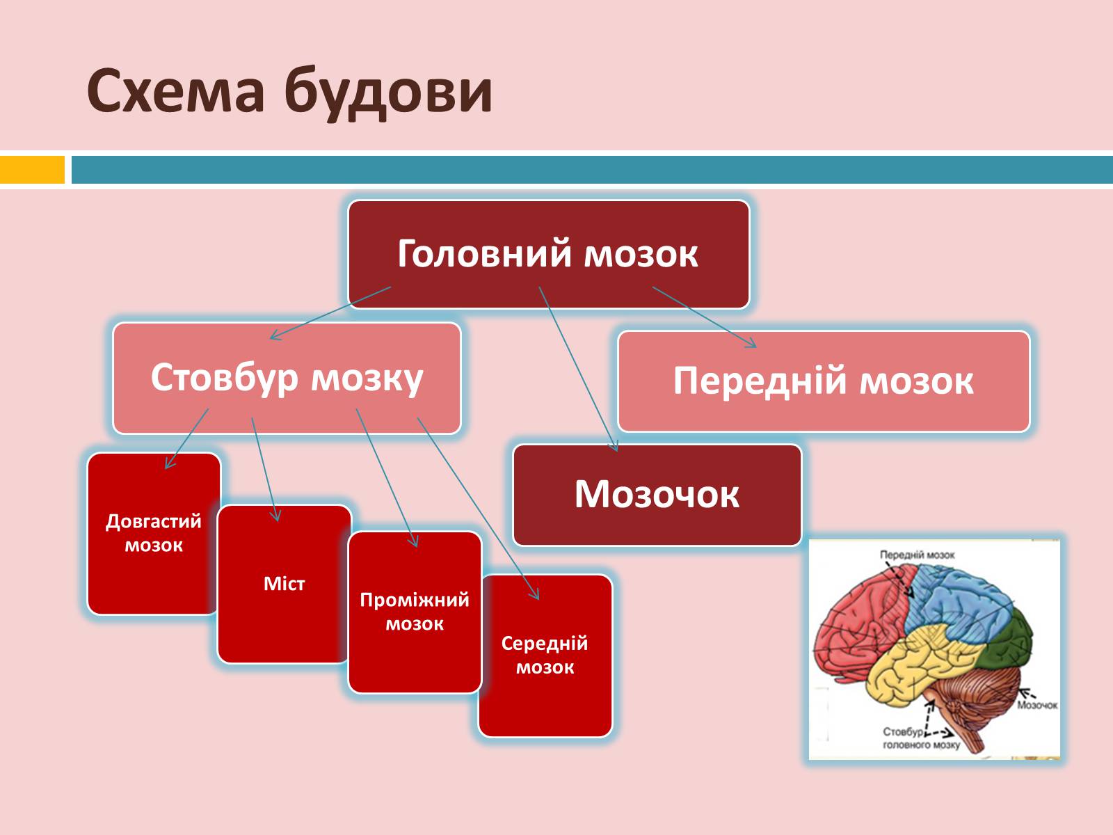 Презентація на тему «Головний мозок» (варіант 2) - Слайд #12