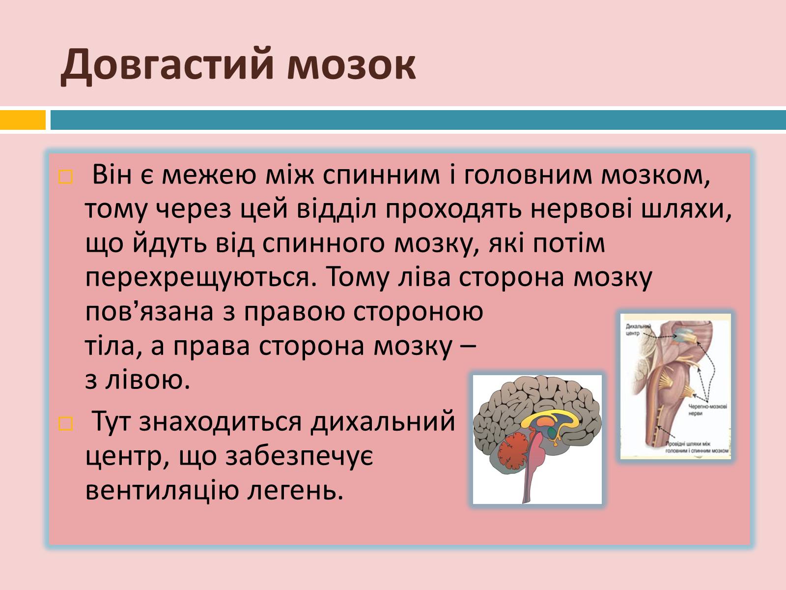 Презентація на тему «Головний мозок» (варіант 2) - Слайд #13