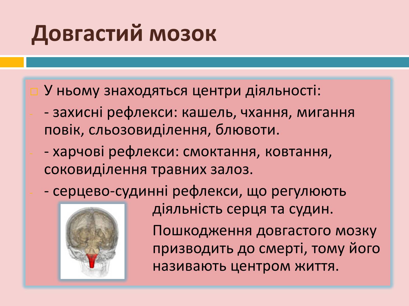 Презентація на тему «Головний мозок» (варіант 2) - Слайд #14