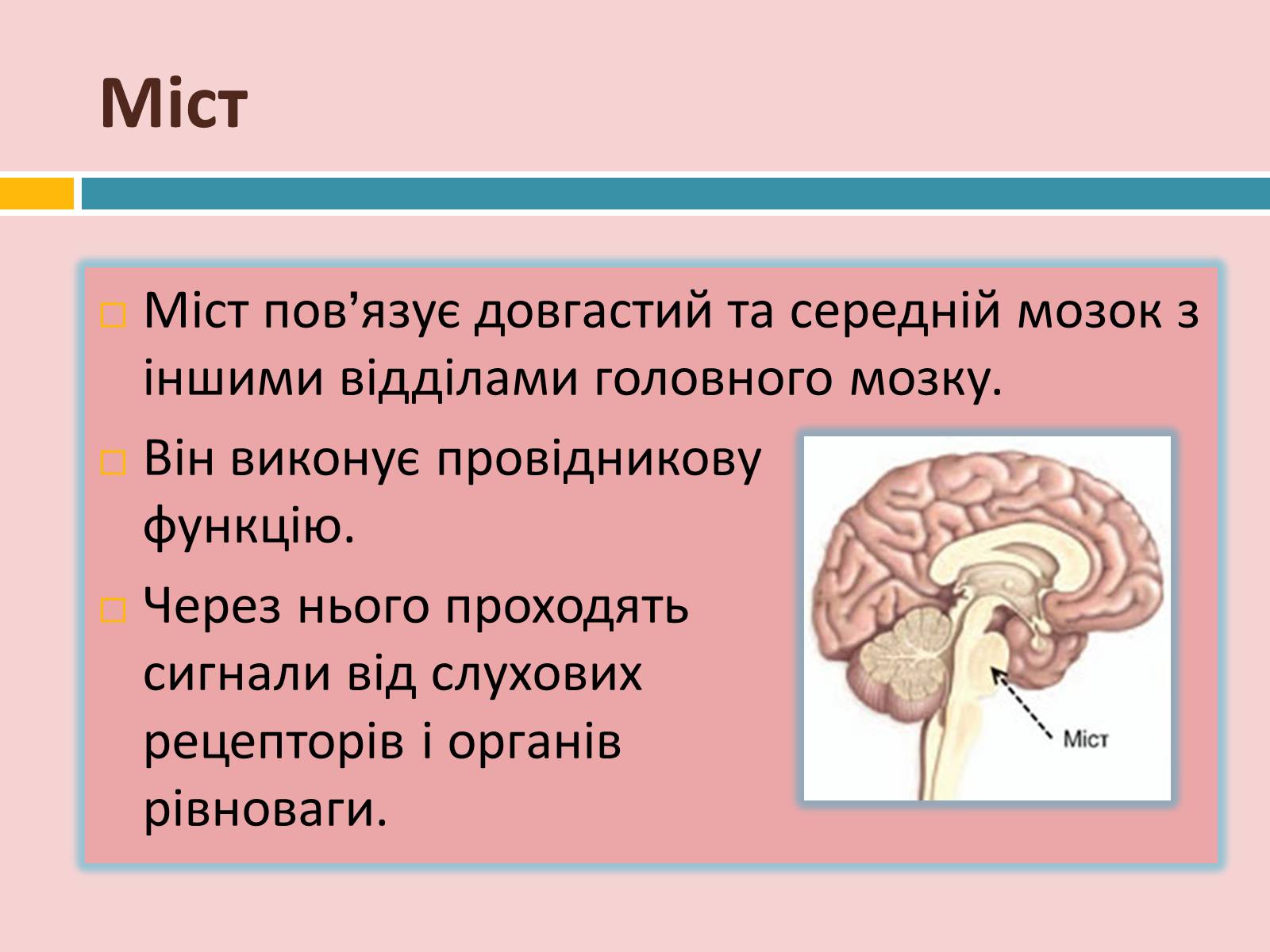 Презентація на тему «Головний мозок» (варіант 2) - Слайд #15