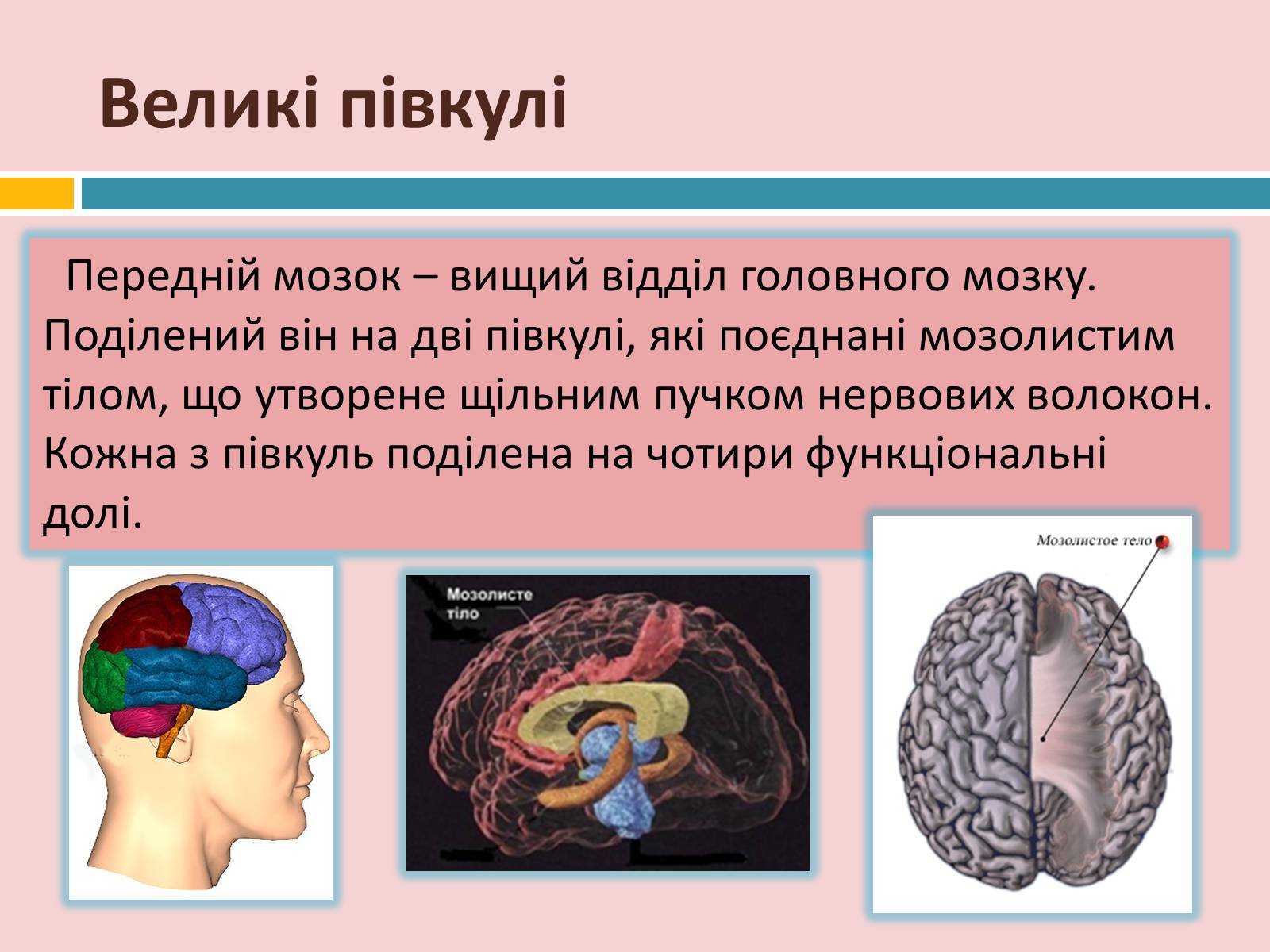 Презентація на тему «Головний мозок» (варіант 2) - Слайд #20