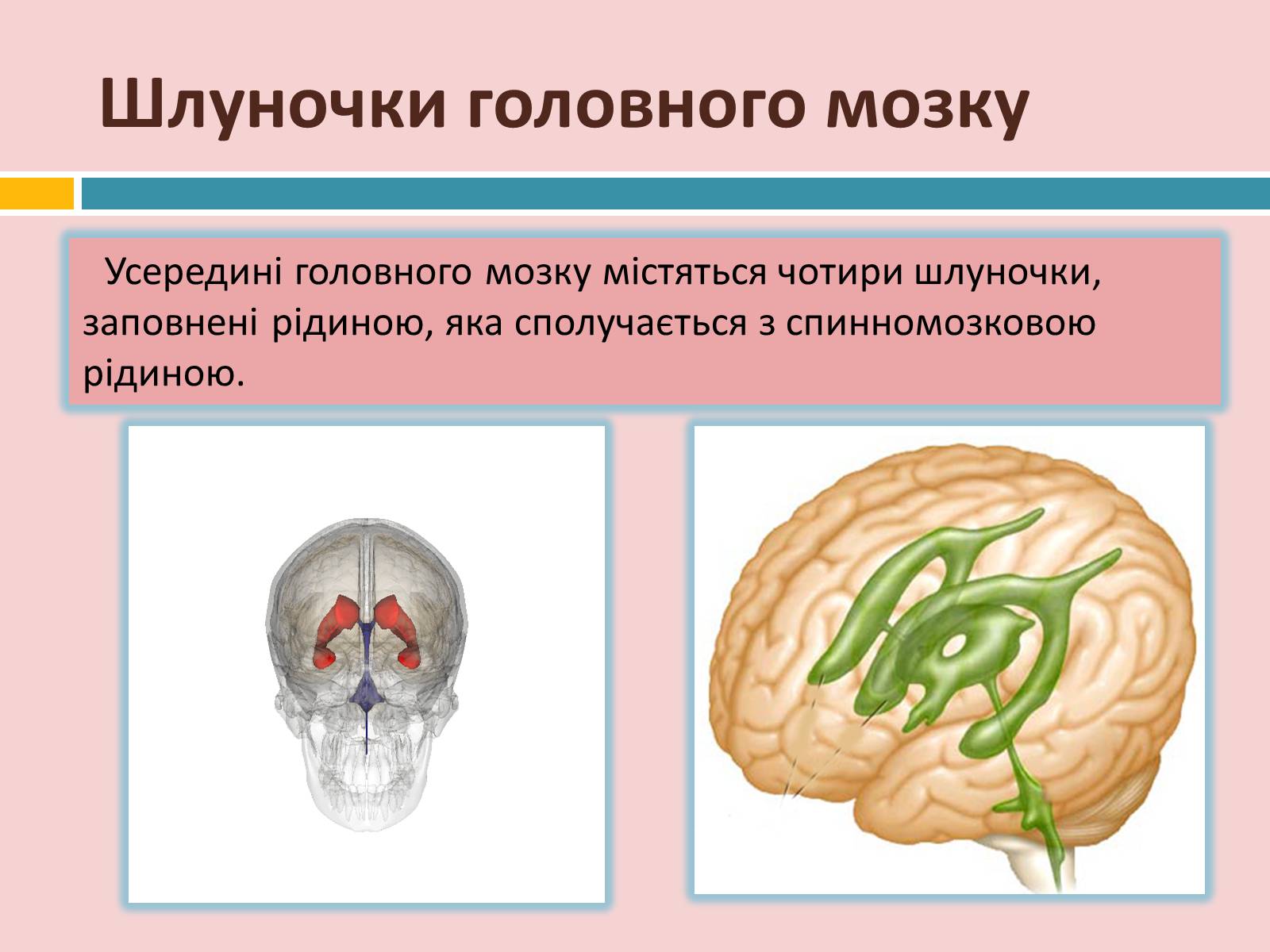 Презентація на тему «Головний мозок» (варіант 2) - Слайд #21