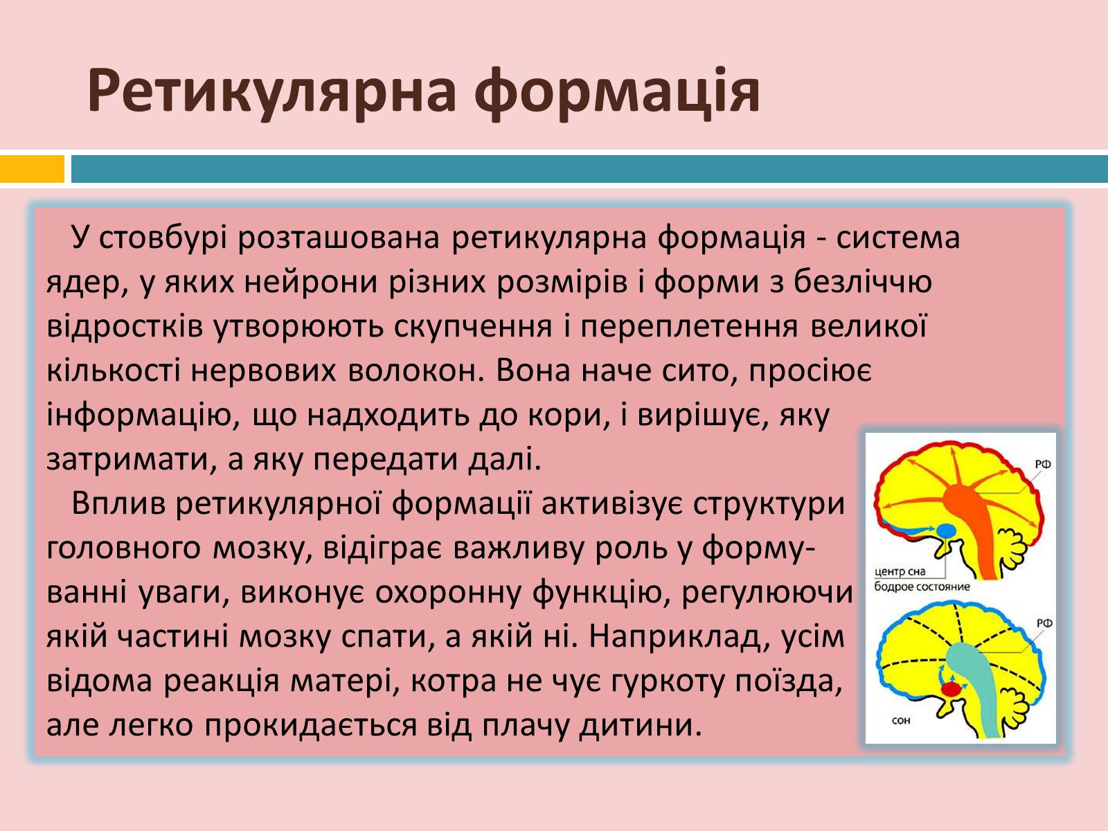 Презентація на тему «Головний мозок» (варіант 2) - Слайд #23